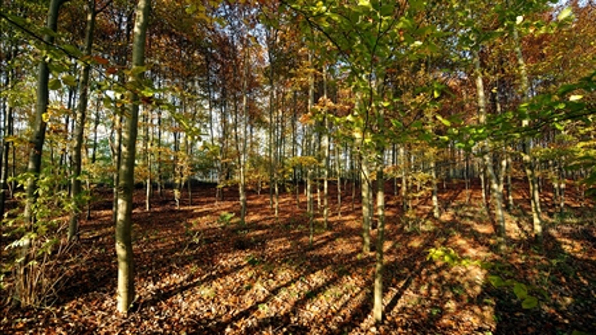 I morgen får Danmark sin naturkanon. Udvalget håber, at kanonen kan lokke flere ud i naturen.
