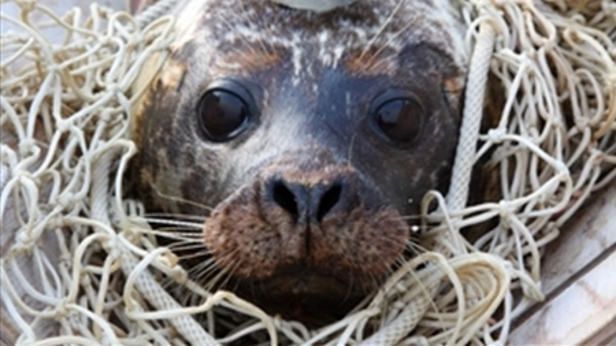 Sælerne er i fremgang i Danmark, men ellers er det sparsomt med de gode nyheder på biodiversitets-området.