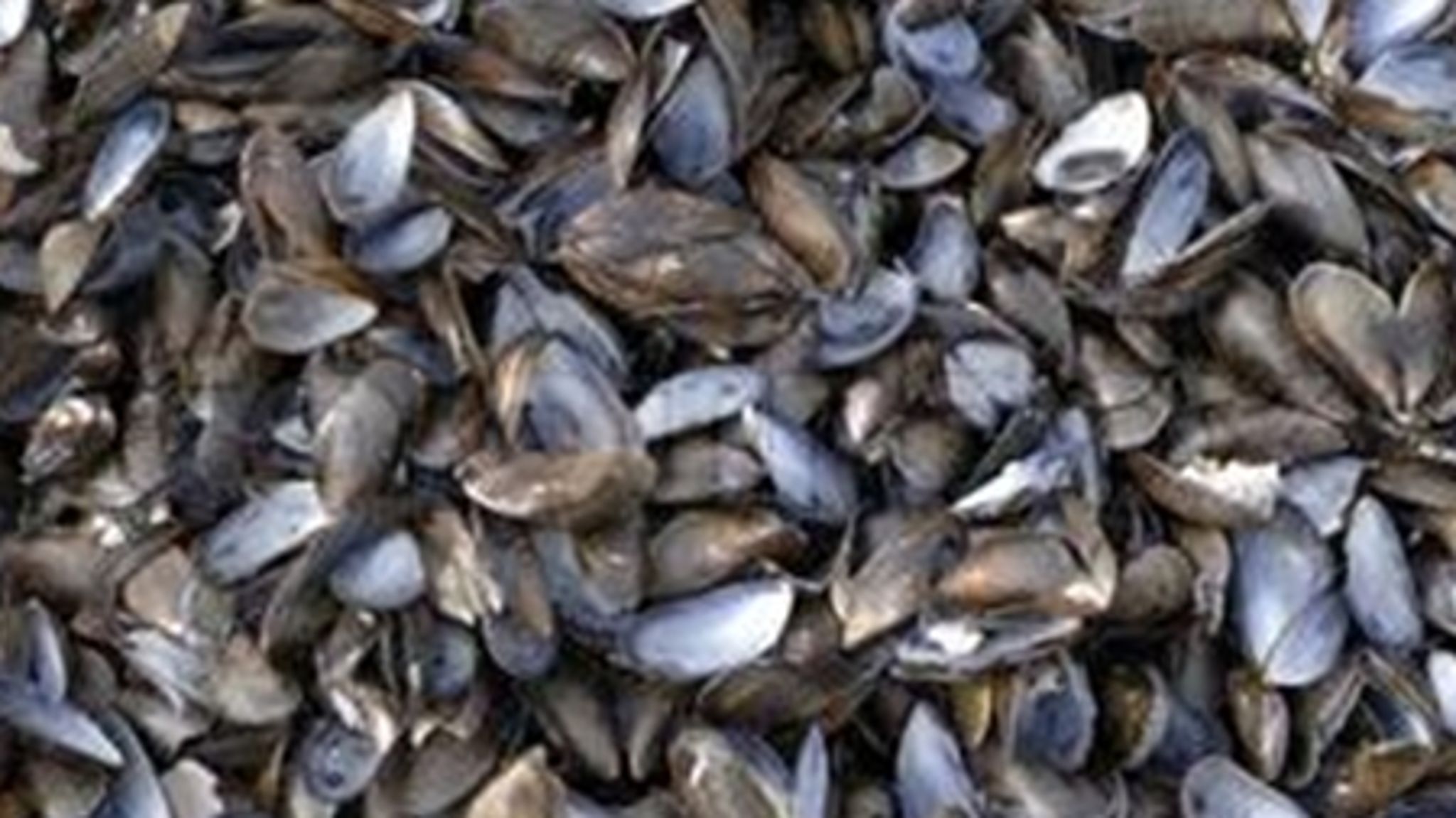 Mette Gjerskov nøler omkring muslingeskrab i Limfjorden, mener grønne organisationer.