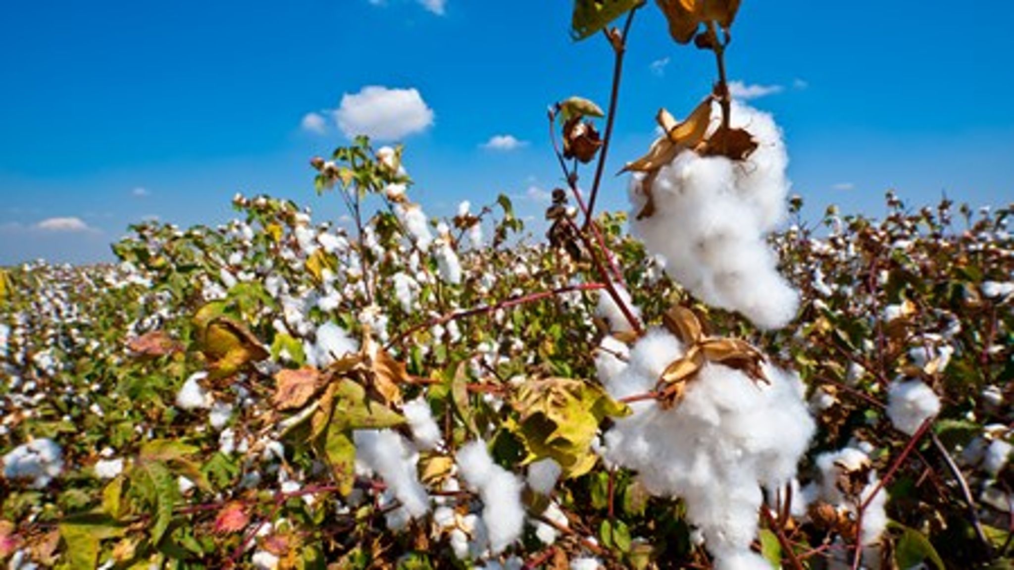 Danmark vil stemme nej, når der på mandag skal gives en række godkendelser af GMO-bomuld til markedsføring i EU.