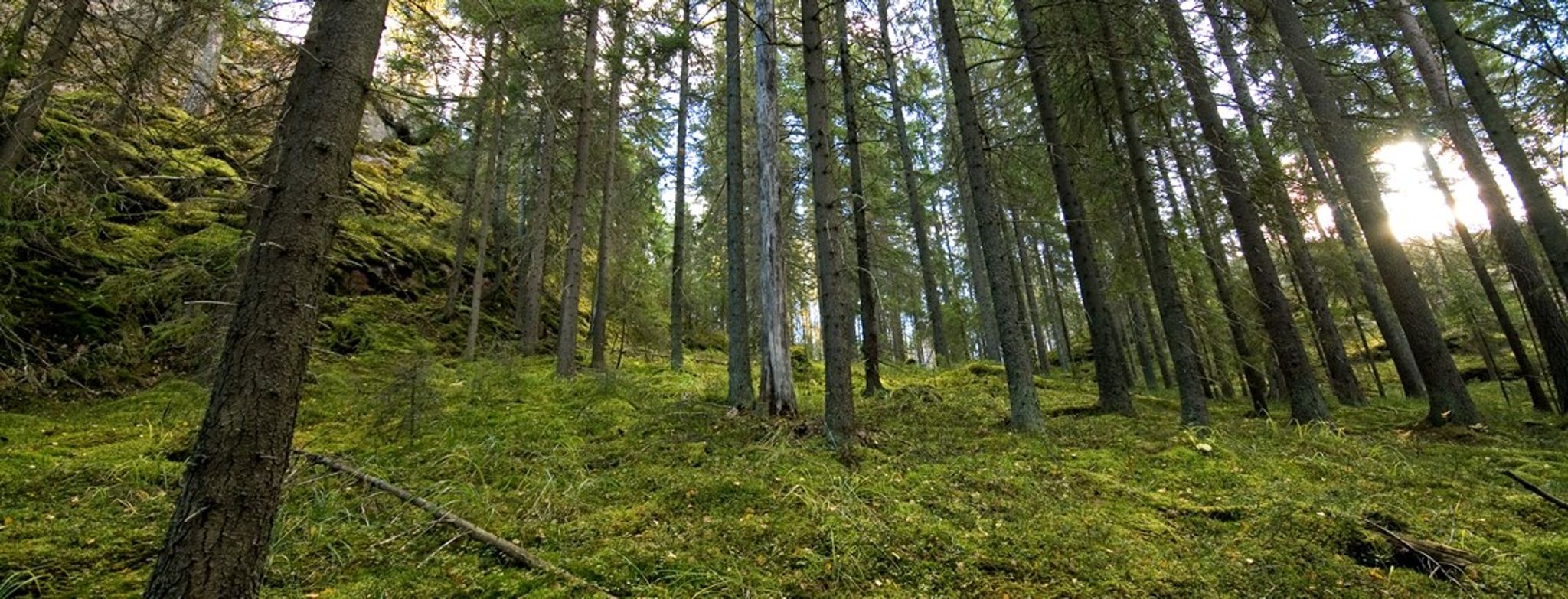 Biologerne bør holde sig til at forske i naturen&nbsp;fremfor at motivforske, mener DN.