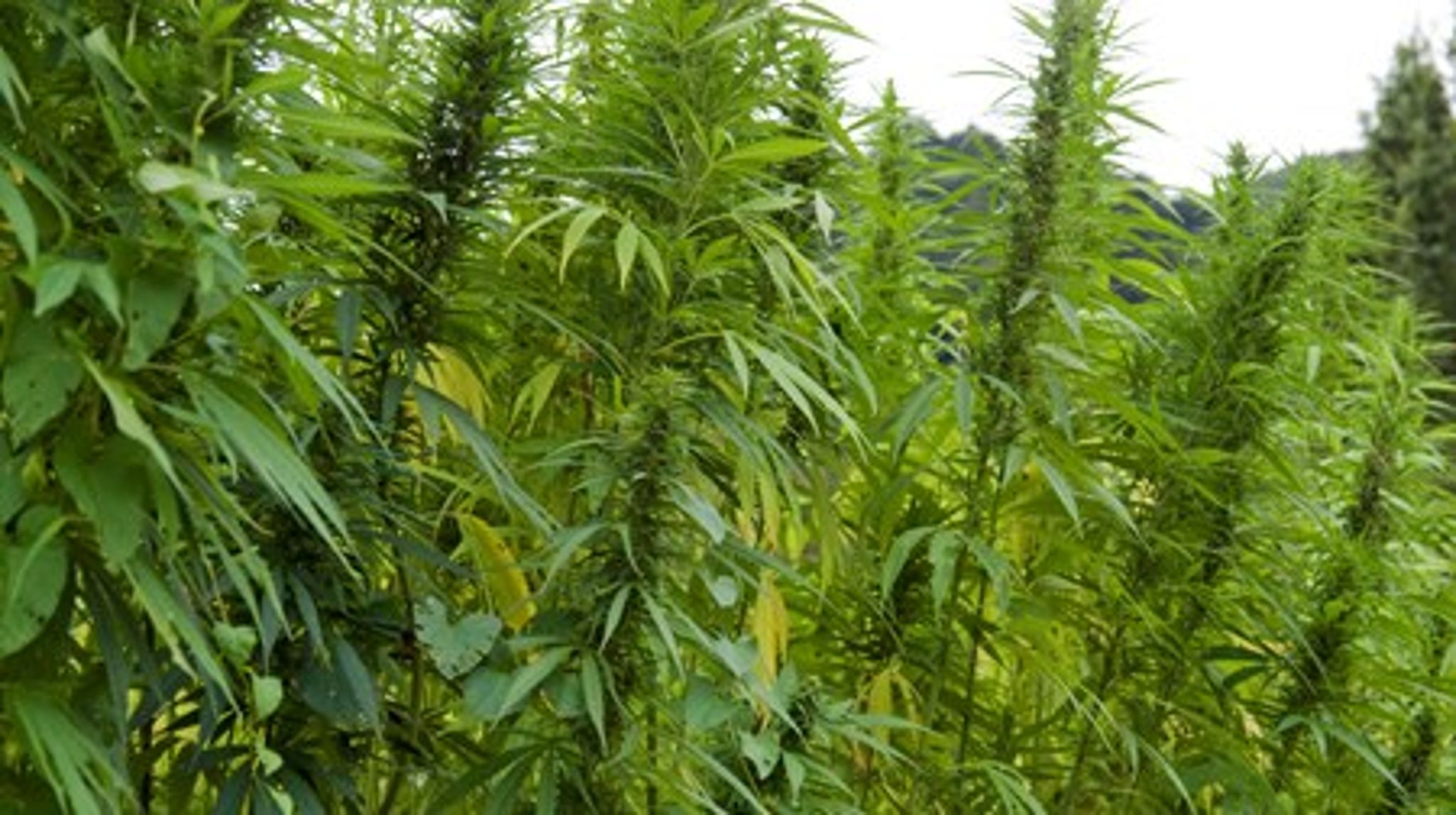 Hampplanter og cannabis er blevet en stor industri i USA, blandt andet i staten Colorado, der i 2012 var blandt de første i USA til at lovliggøre kommercielt salg af det euforiserende stof.<br>