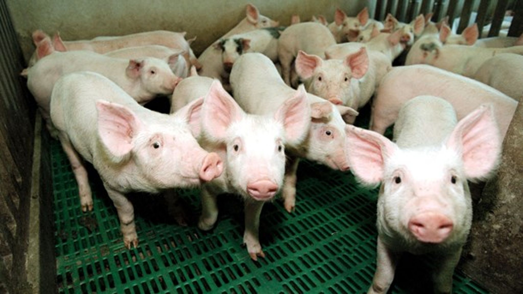 I 2010 blev der indført såkaldt gule kort, der udstedes som advarsel, hvis de fastsatte grænseværdier for antibiotika overskrides. Det har dog ikke medført en øget import af ulovligt antibiotika, viser ny rapport.