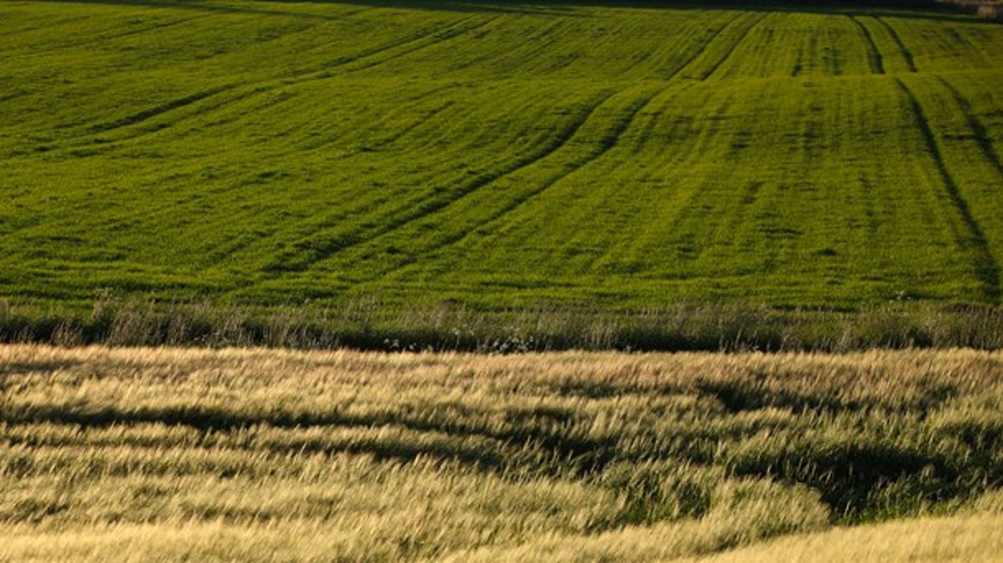 <span>Det ville klæde landbruget at tage ansvar for naturbeskyttelsen og vise, at erhvervet er klar til handling, skriver Peder Størup fra Naturbeskyttelse.dk.<br></span>
