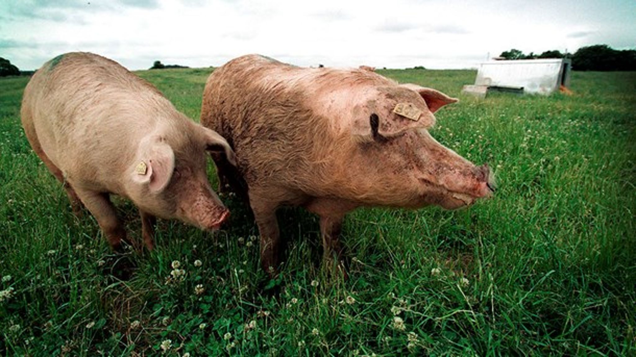 <div>Danmark har verdens største økologiske markedsandel af fødevarer i detailleddet og foodservicesektoren. Det økologiske erhvervsteam har en vision om at fordoble andelen frem til 2025.</div>