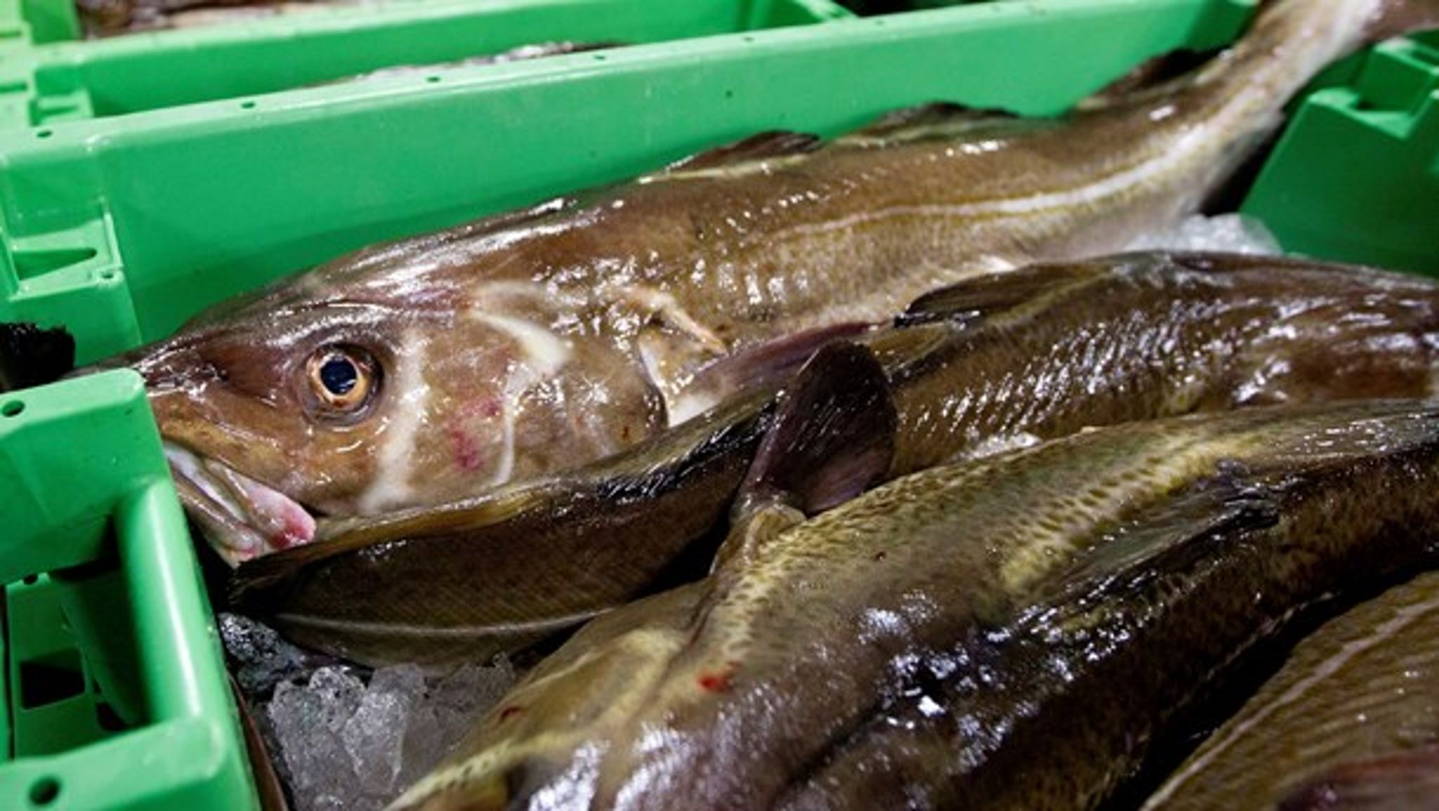 frontfisk