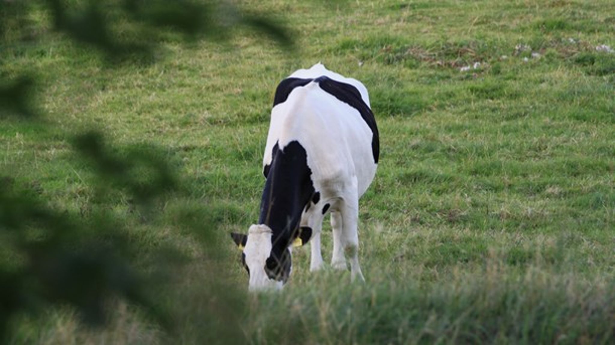Danske landmænd kan gennem EU's landdistriktsprogram søge om midler til at pleje naturen. Det er godt for biodiversiteten, men puljen er på grund af stor interesse blevet for lille. 