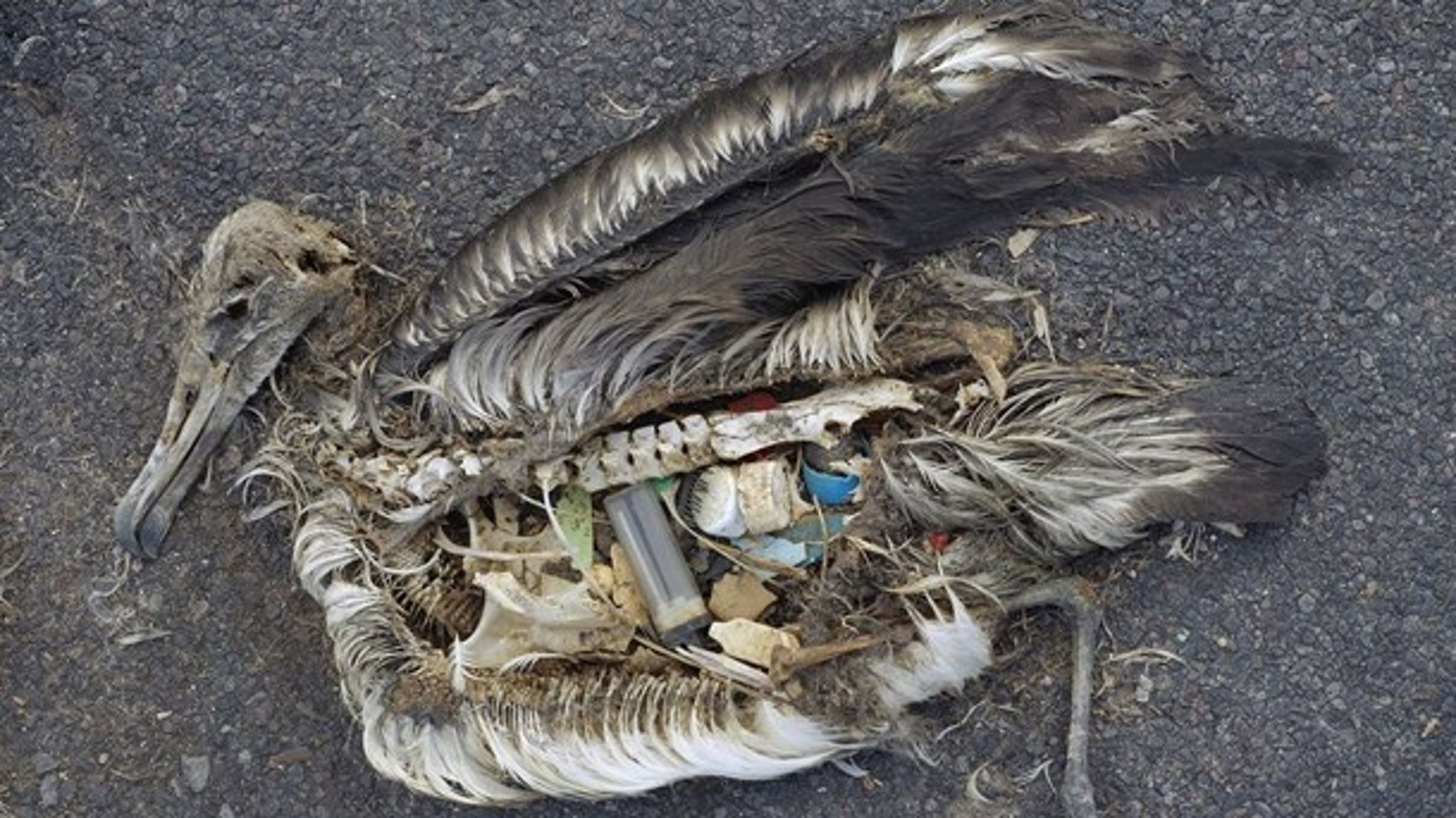 Billedet af den døde albatrosunge er taget af naturfotograf Chris Jordan. Se flere billeder fra Midway Atoll Refuge her&nbsp;<a href="https://www.flickr.com/photos/usfwshq/8080507529" target="" rel="">https://www.flickr.com/photos/usfwshq/8080507529</a>