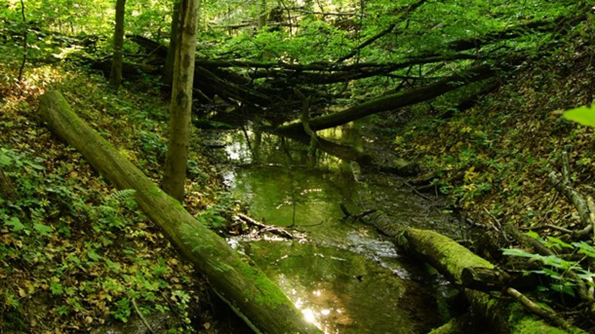 De blå partier&nbsp;opgiver at kortlægge naturværdierne i de private skove.