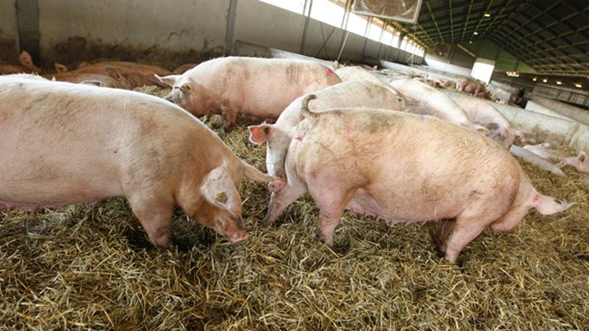 Forbruget af antibiotika i svineproduktion vil og skal aldrig blive nul, mener Nicolaj Nørgaard, direktør i Danske Svineproducenter. 