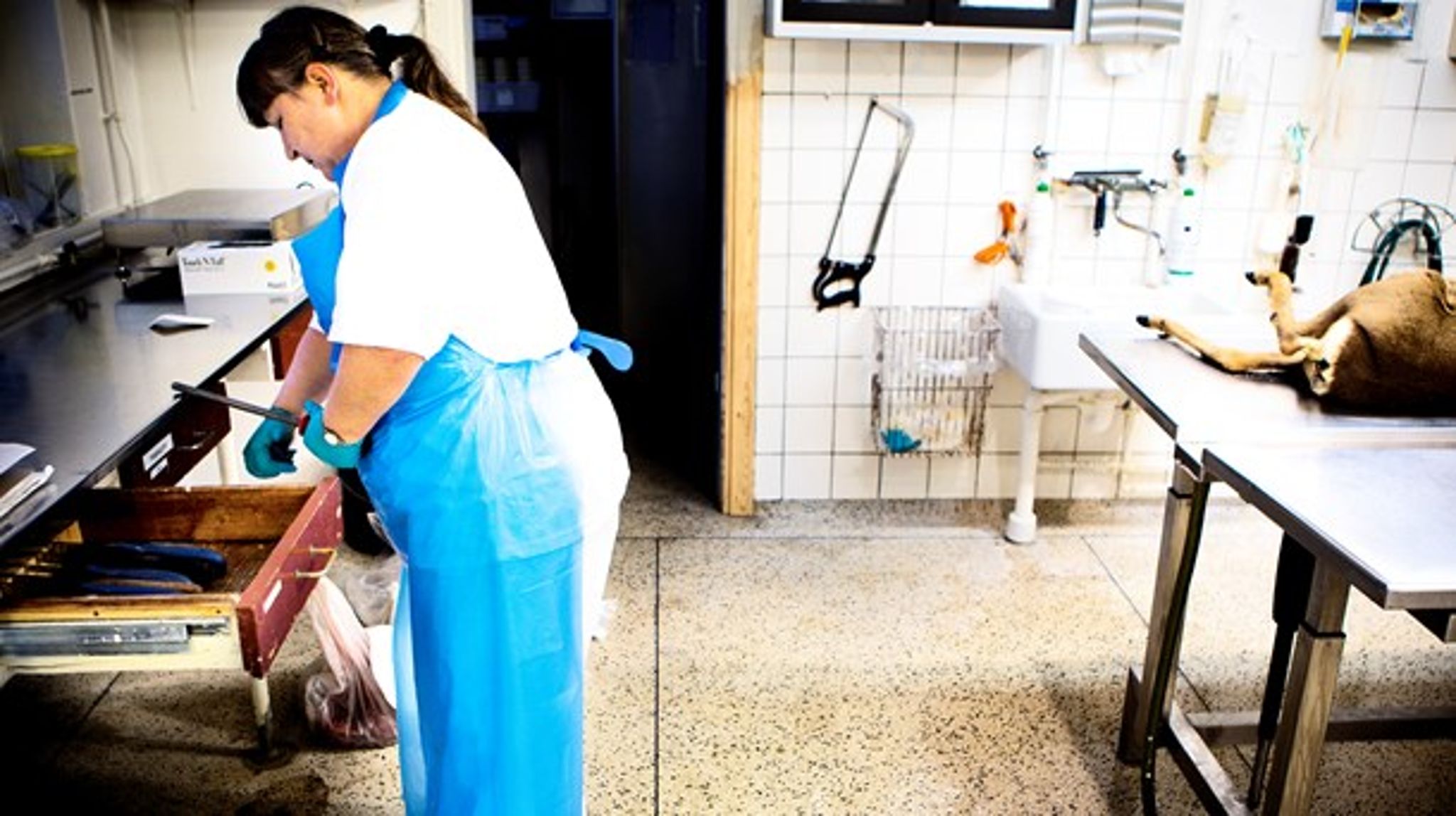 Der er brug for mere forskning i optimale behandlingsregimer med antibiotika, mener Veterinærmedicinsk Industriforening. Her er det Veterinærinstituttet i Aarhus. 