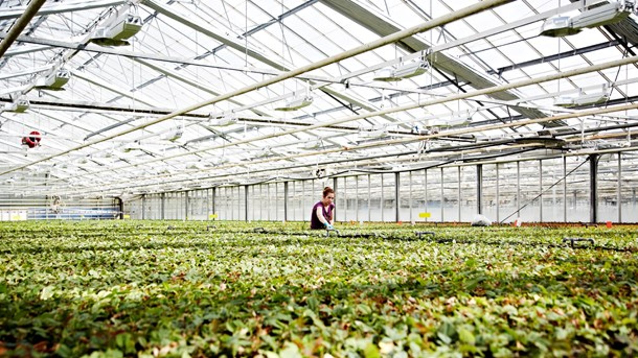 Det er ikke opgavetyveri, hvis en kommune hjælper med etableringen af et kommunalt gartneri. Det er nemlig ikke naturgivent, om noget skal være en privat eller offentlig opgave. Det er altid en politisk beslutning, skriver Palle Dragsted.&nbsp;