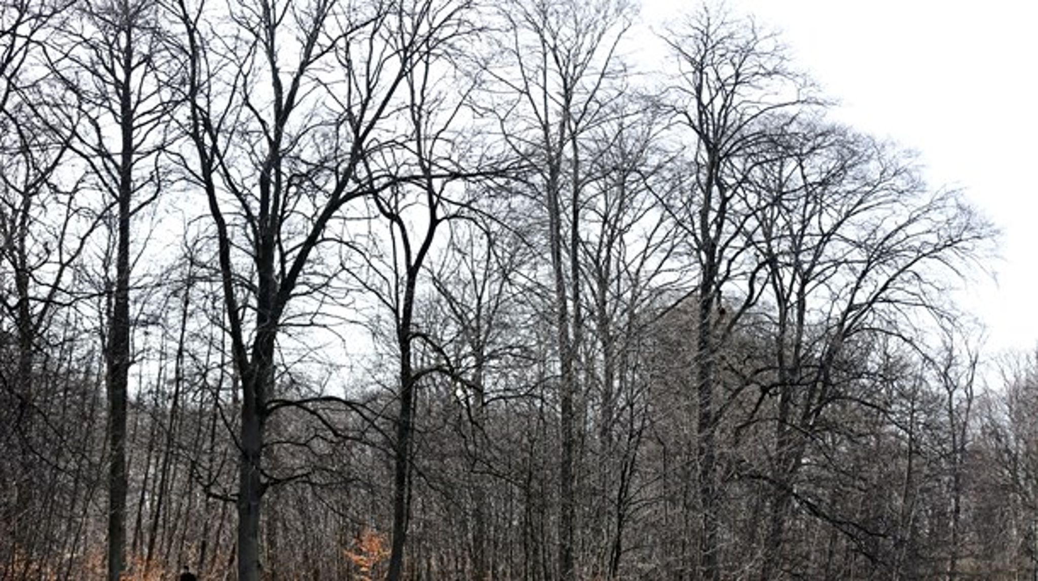 Brancheaftalen om bæredygtig biomasse sikrer, at den brugte biomasse kommer fra skove, der bliver genplantet, hvor biodiversiteten opretholdes og nærmiljøet ikke belastes, skriver Kate Wieck-Hansen. 