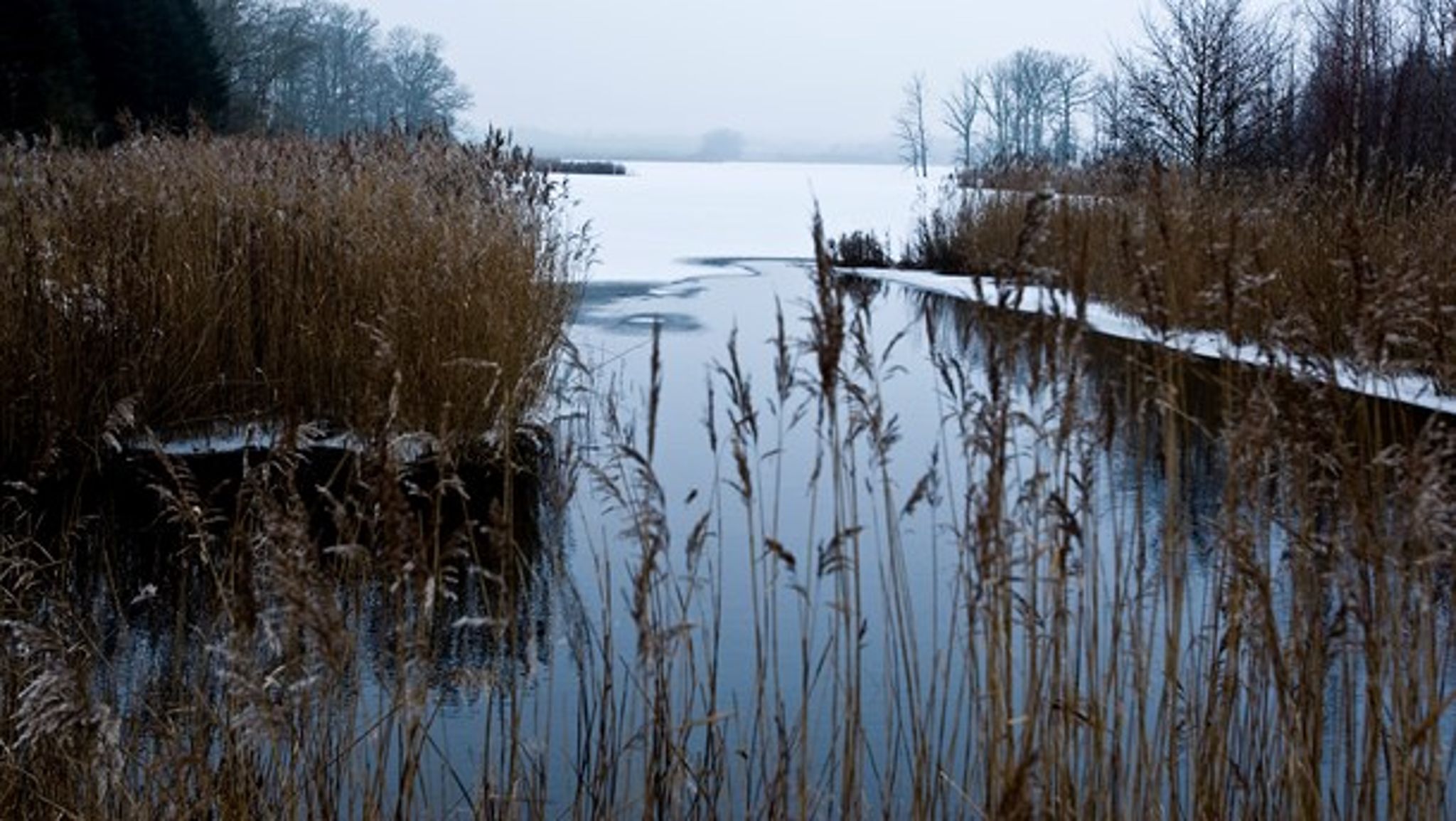 Det er svært at se, hvordan det skal lykkedes at lave målrettet regulering, når ingen kender tilstandende i den enkelte fjord, skriver Flemming Gertz. <br>