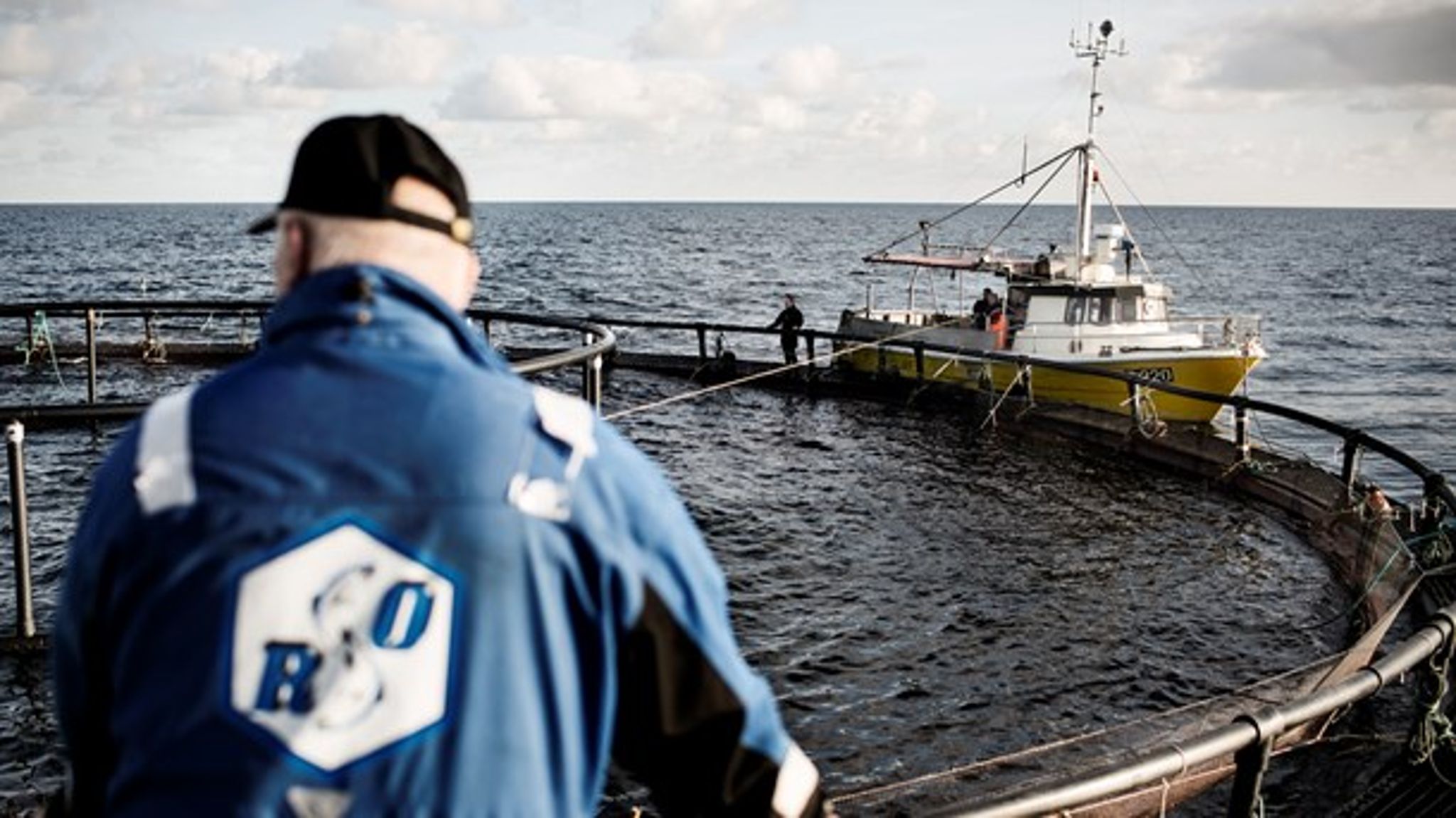 Miljø- og fødevareministeren vil bruge et "miljømæssigt råderum" til at tillade nye havbrug i Kattegat. Men er råderummet pludselig forsvundet? 