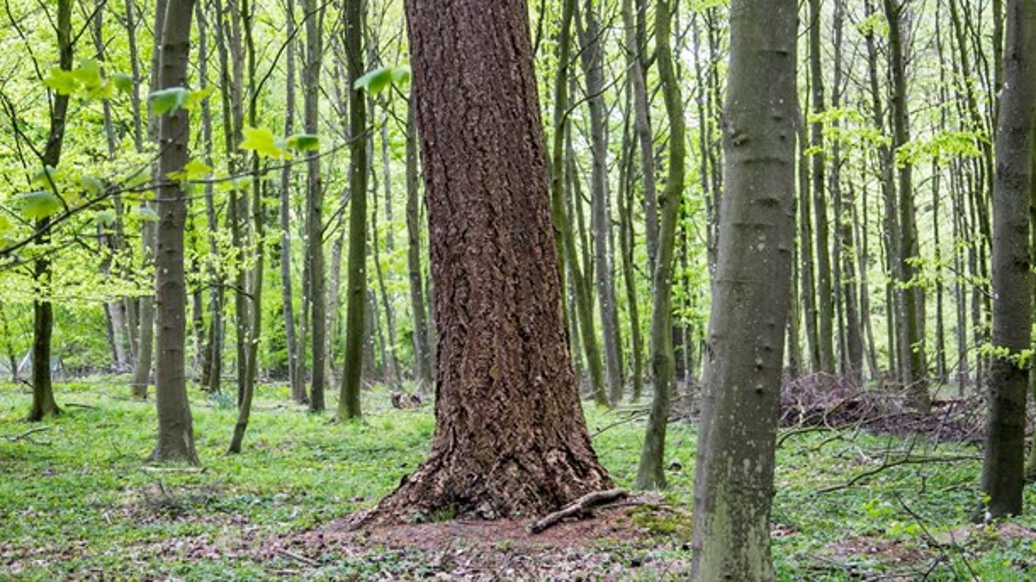 <div>
<div>
<div>
Det er Venstre, Dansk Folkeparti, Liberal
Alliance og Det Konservative Folkeparti, der med naturpakken vil styrke biodiversiteten i den danske natur.</div>
</div>
</div>