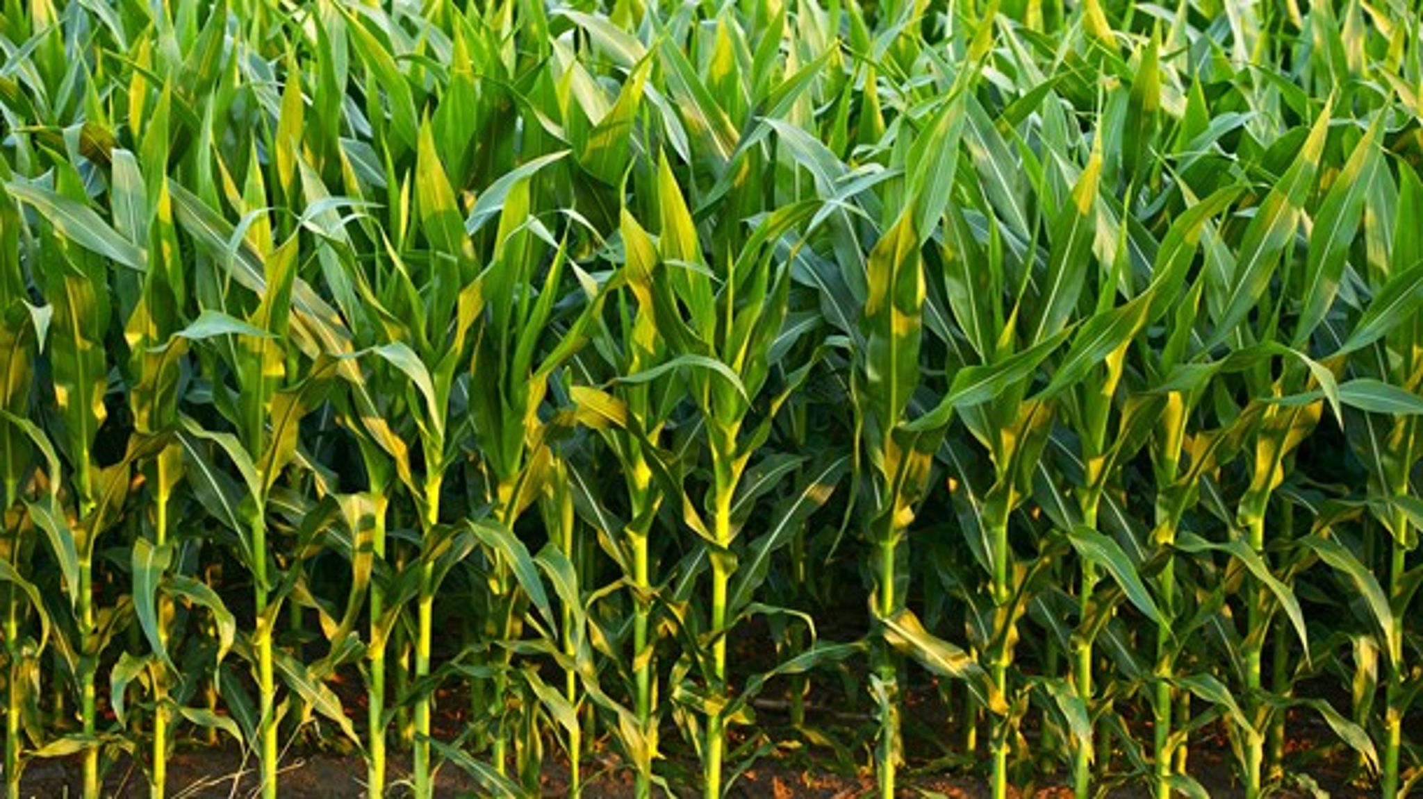 Med opkøbet af Monsanto bliver den tyske kemigigant Bayer&nbsp;den største frø- og pesticidproducent i verden.