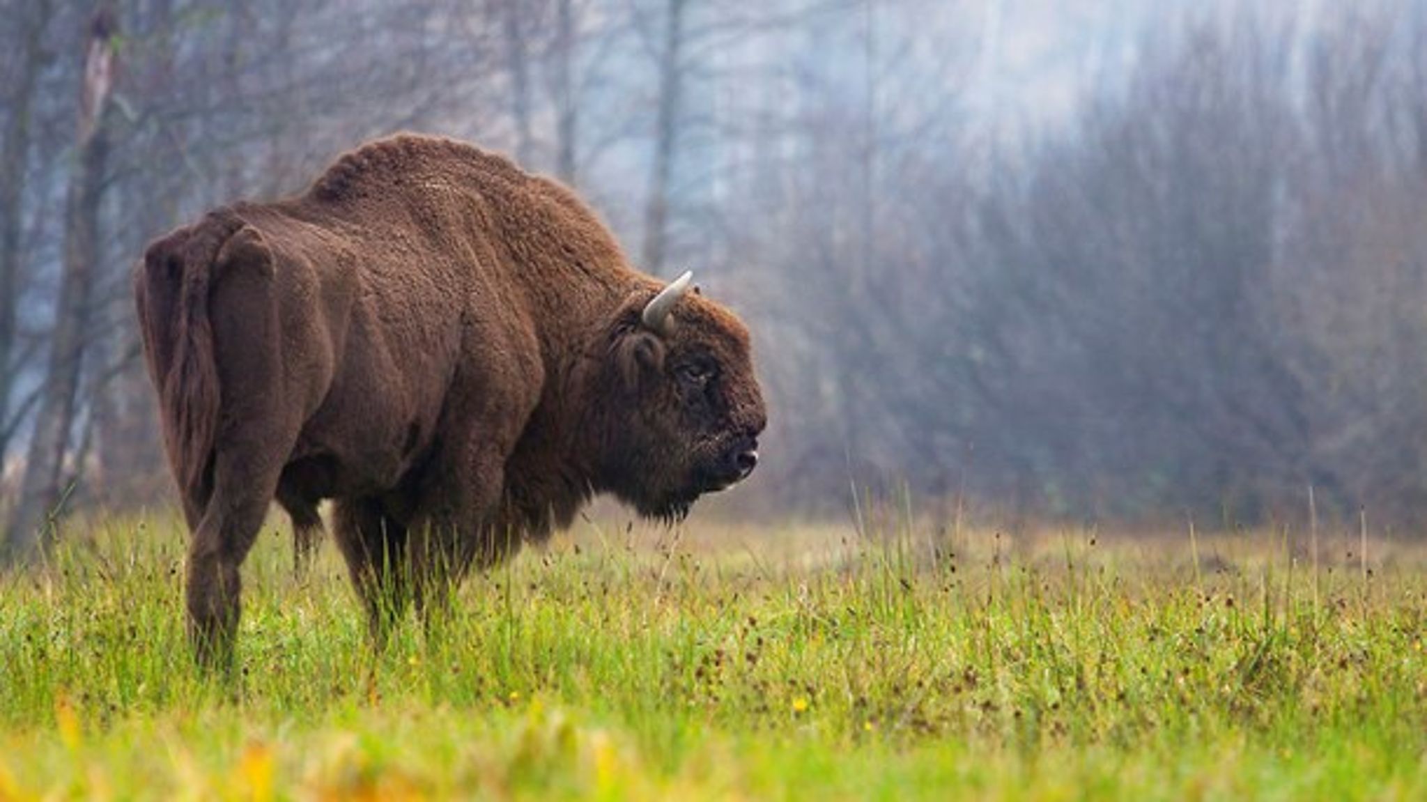 Naturstyrelsen eksperimenterer nogle steder med, at naturen får lov at passe sig selv. Blandt andet har styrelsen sat bisoner ud på Bornholm, skriver Peter Ilsøe. 
