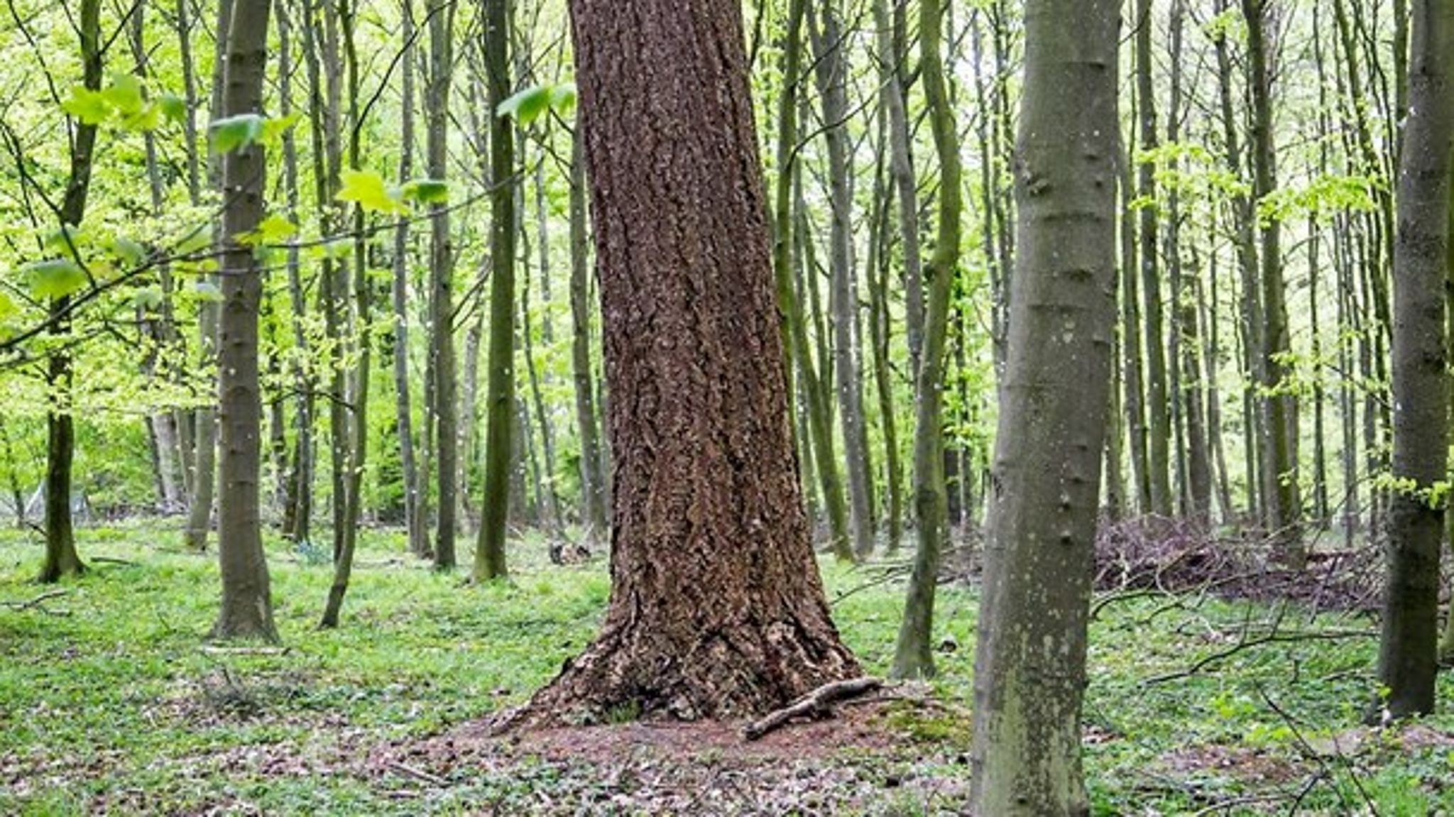Der er brug for en Naturpakke 2.0, hvor vi fortsætter ned ad den sti, som blev anlagt i forbindelse med den første naturpakke, skriver Carsten Bach (LA).<div></div>