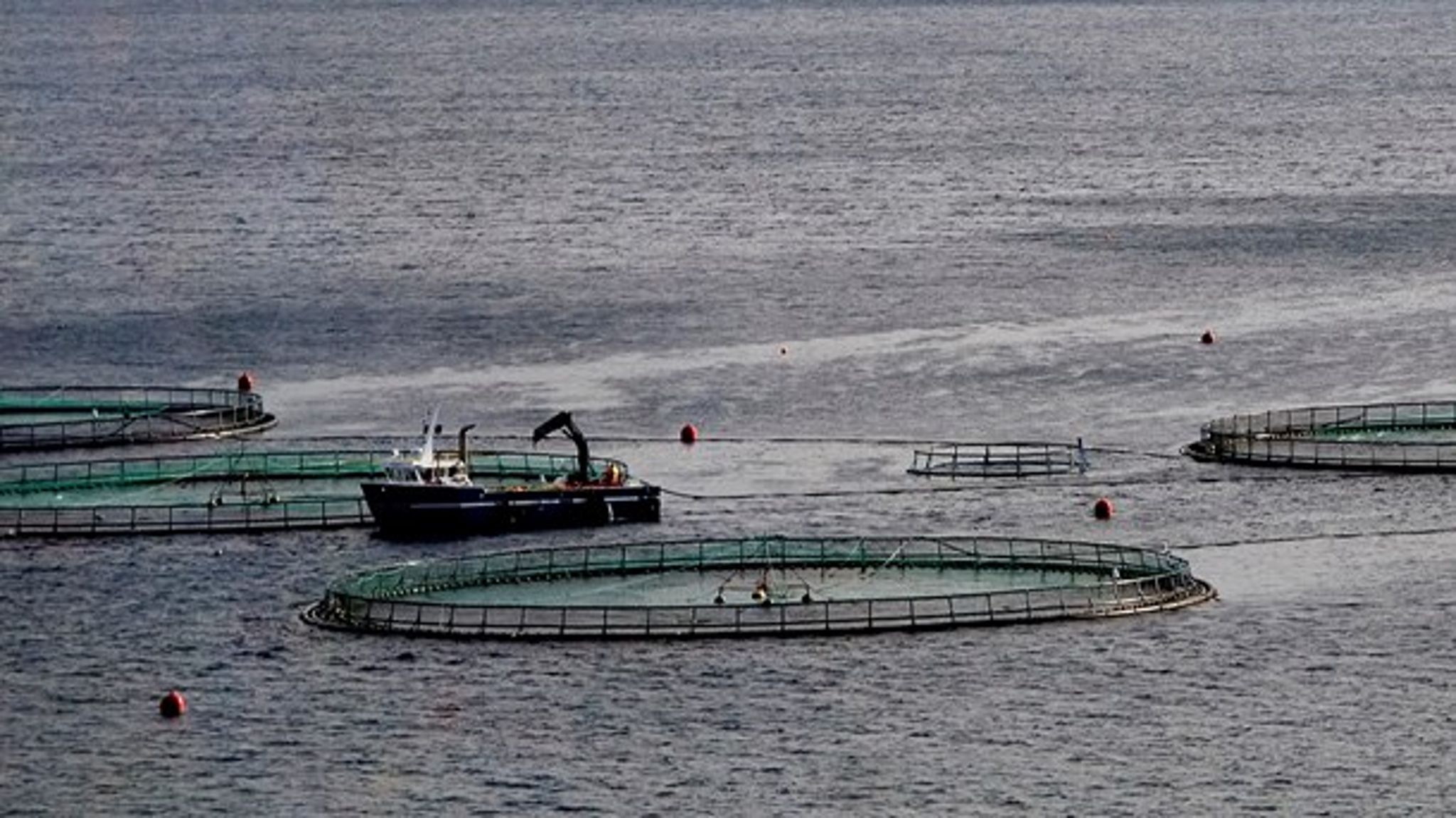 Løsningen på den globale udfordring med at levere nok fisk i fremtiden er naturligvis at øge produktionen i både fiskeri og akvakultur, skriver Brian Thomsen fra Dansk Akvakultur.