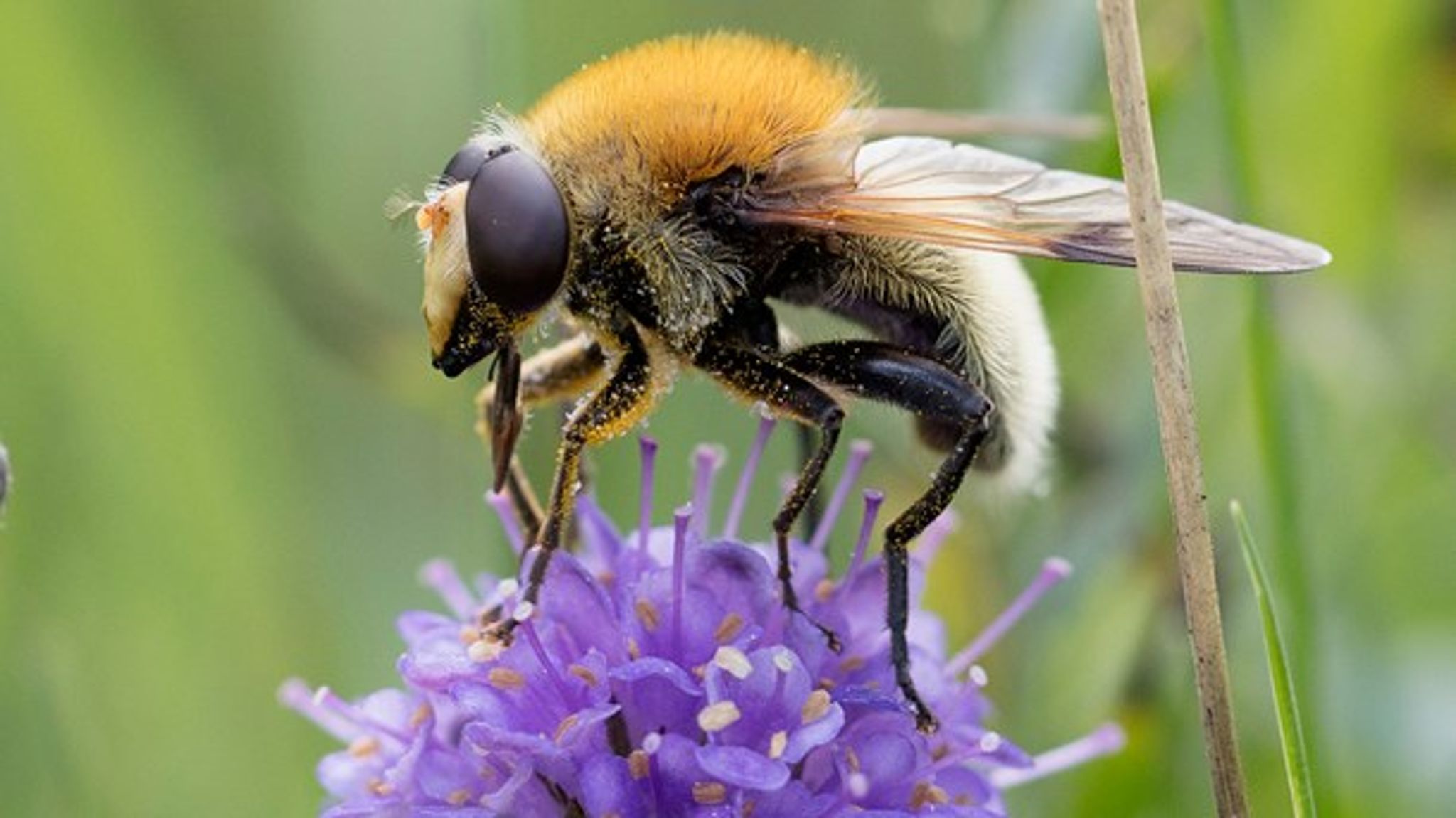 Brun Bjørnesvirreflue, der er knyttet til både våd og tør natur, er rødlistet som sårbar. Vi må ikke glemme at beskytte og&nbsp;sikre, at vi ikke taber arter som denne, mener&nbsp;Peder Størup,&nbsp;Naturbeskyttelse.dk.