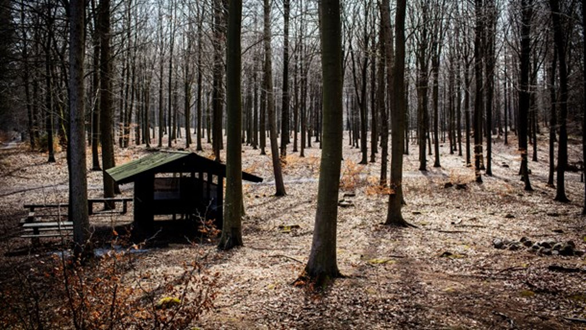 Regeringen vil have en fjerdedel af landkortet til at være dækket af skov. Ifølge DN og WWF peger de ikke på, hvordan målet skal opnås. (Foto: Jeppe Bjørn Vejlø/Ritzau Scanpix)<br>