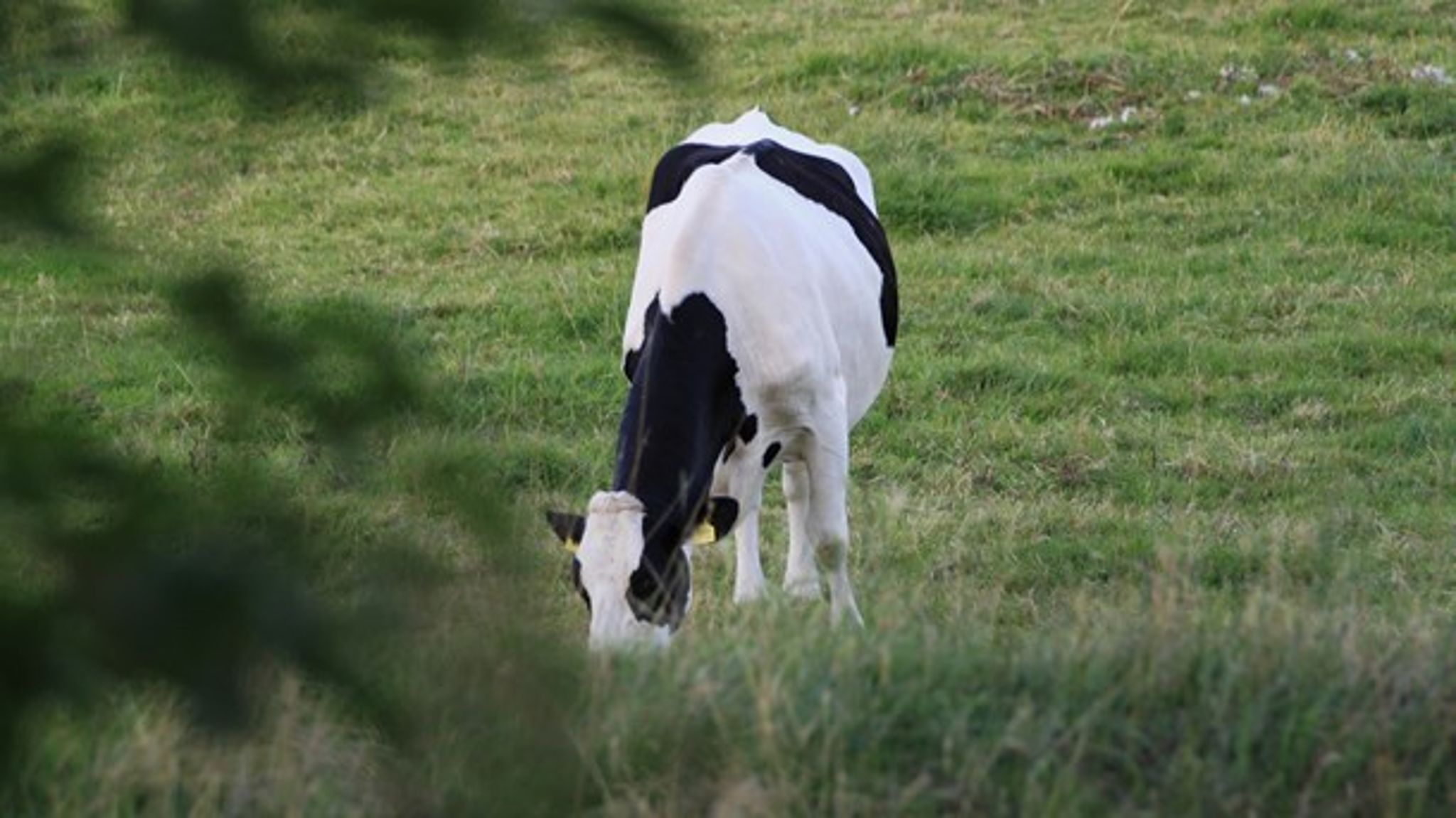 Bæredygtighed inden for fødevareproduktion er en måde at forebygge fødevareknaphed for mennesker såvel som landbrugsdyr.&nbsp;