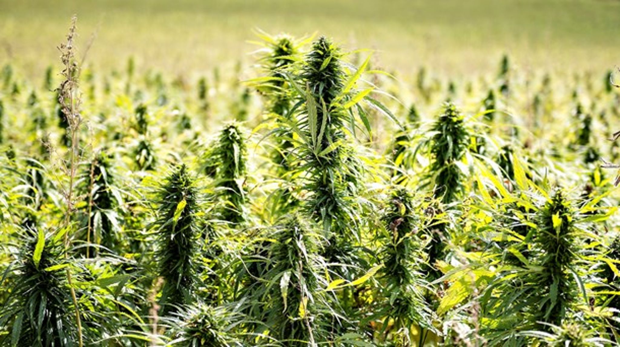 Danske Regioner uddeler&nbsp;1.226.594 kroner i tilskud til et projekt, der skal undersøge, om medicinsk cannabis kan fjerne gener hos nyrepatienter.&nbsp;