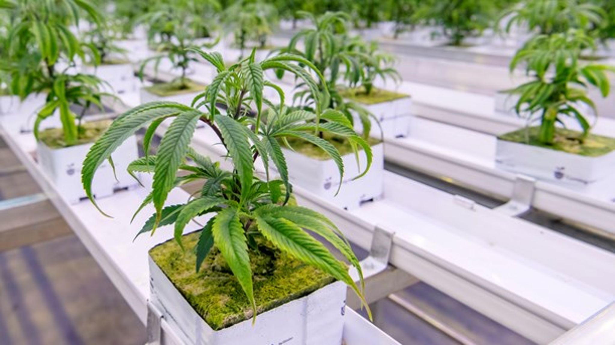 En forsker har modtaget 285.000 fra Gigtforeningen til at undersøge effekten af medicinsk cannabis på patienter med fibromyalgi.&nbsp;