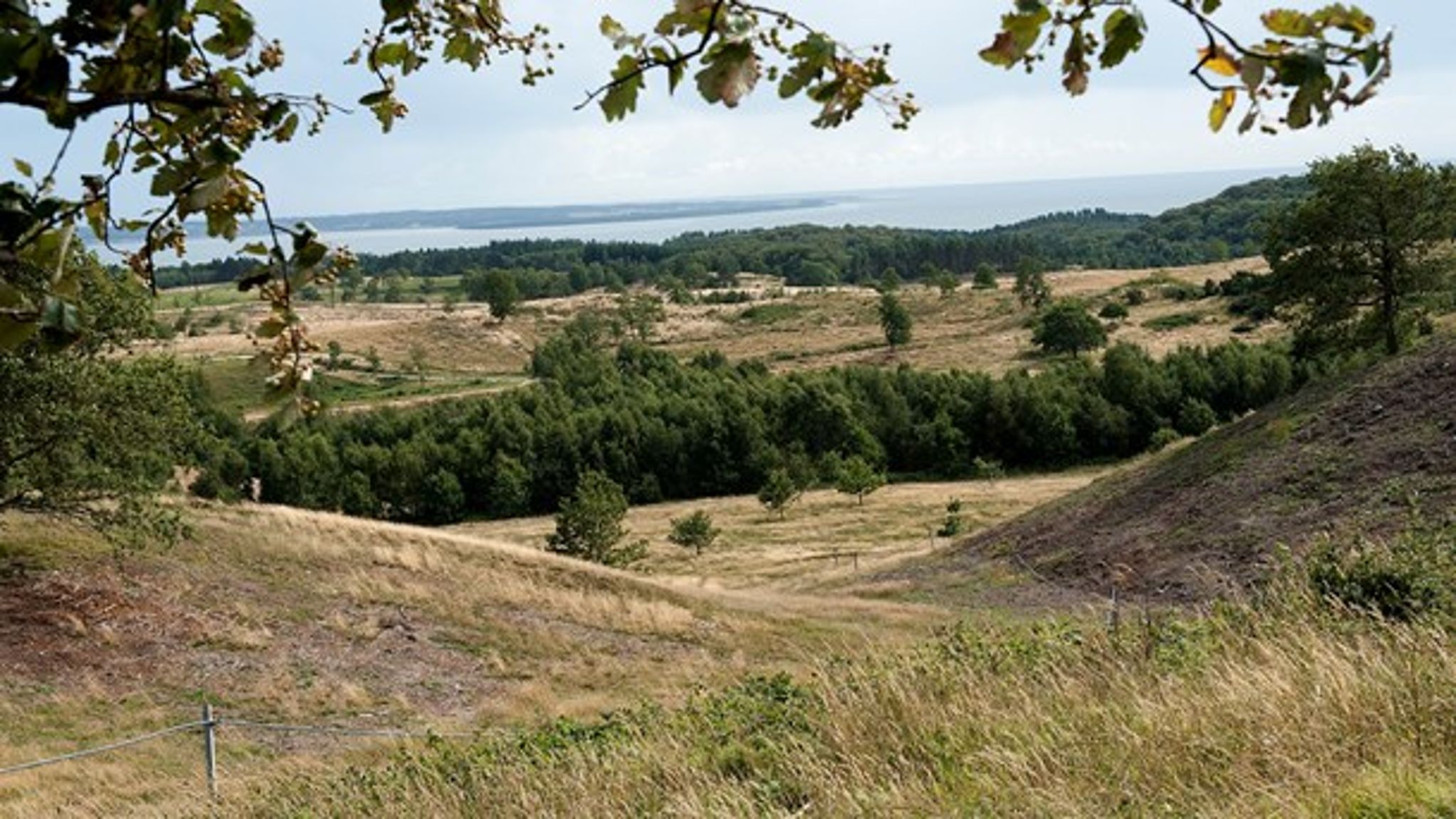 Regeringen og Dansk Folkeparti ville bruge en del af naturmålspengene på mere overdrevsnatur. Det viser et lækket aftaleudkast. (Foto: Keld Navntoft/Ritzau Scanpix).<br>