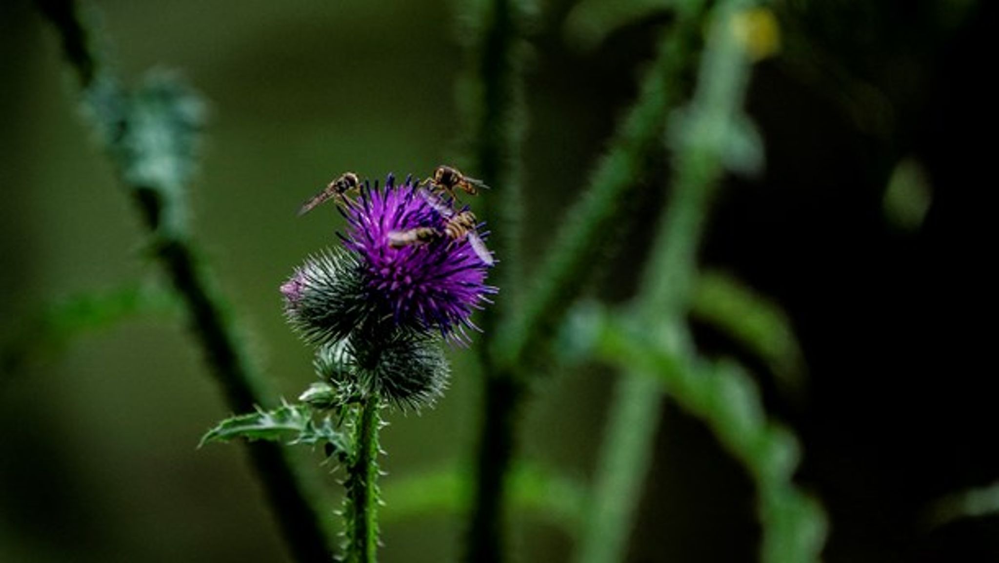"Jeg bruger rigtig meget tid på at bevæge mig rundt i landet for at kortlægge sjældne arter, især insekter. Det er generelt en deprimerende oplevelse," skriver Morten D.D. Hansen.