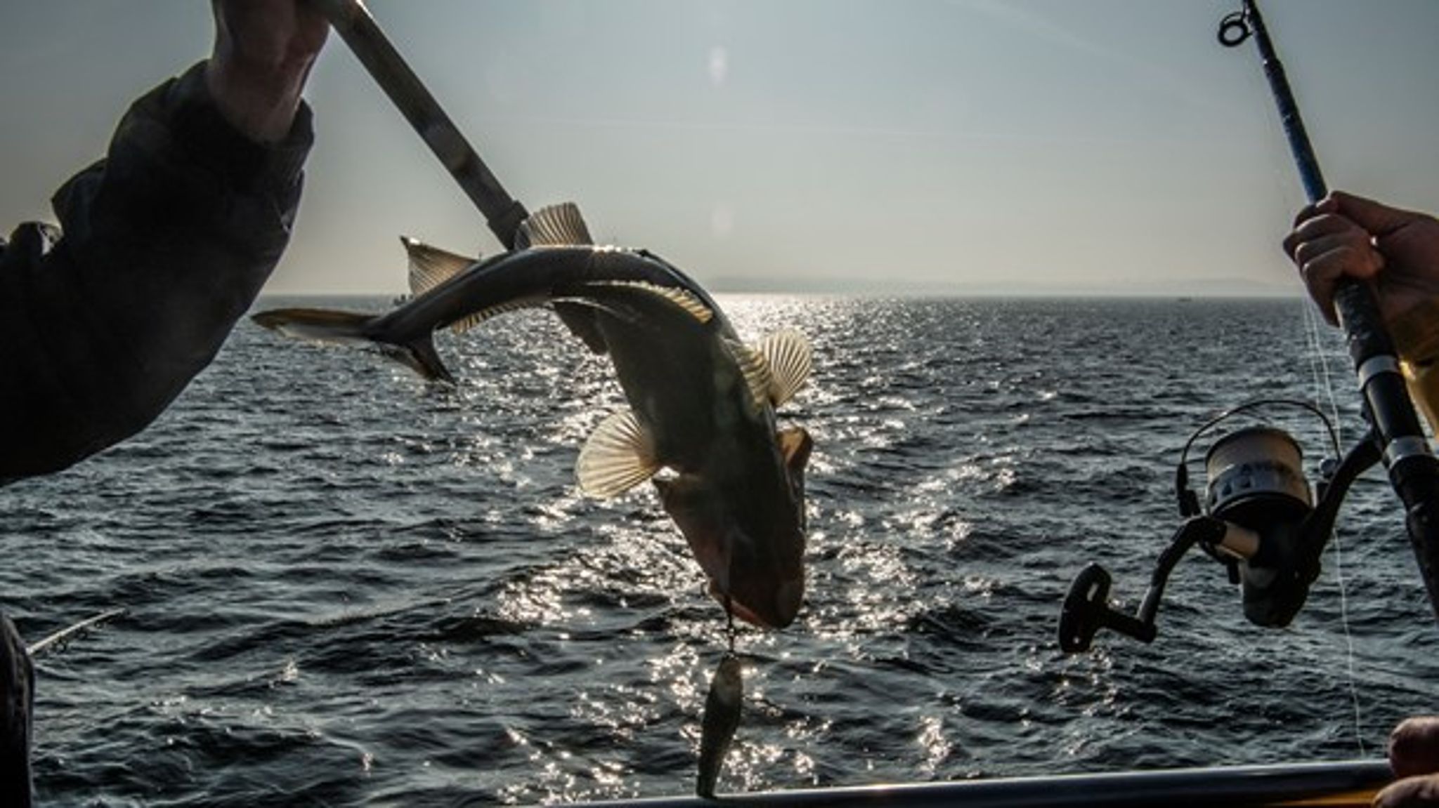 Det er afgørende, at fiskeriministrene lytter til biologerne i Det Internationale Havundersøgelsesråd (ICES), når der fastsættes kvoter, skriver Sune Scheller (Foto: Søren Bidstrup/Ritzau Scanpix).<br>