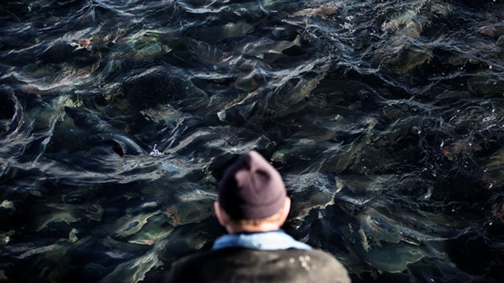 Havbrugskommissoriet bør gennemføres som et konstruktivt samarbejde mellem havbrugene og de relevante myndigheder, mener Dansk Akvakultur (Foto: Simon Læssøe/Ritzau Scanpix).<br>