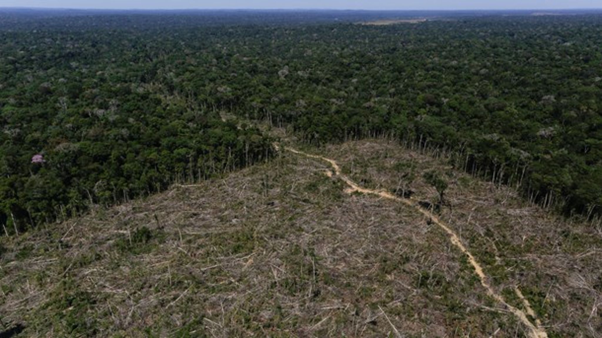 Øget samtænkning af biodiversitet og klimaforandringer kan give en bedre effekt af klimabistanden, skriver Jakob Kronik.