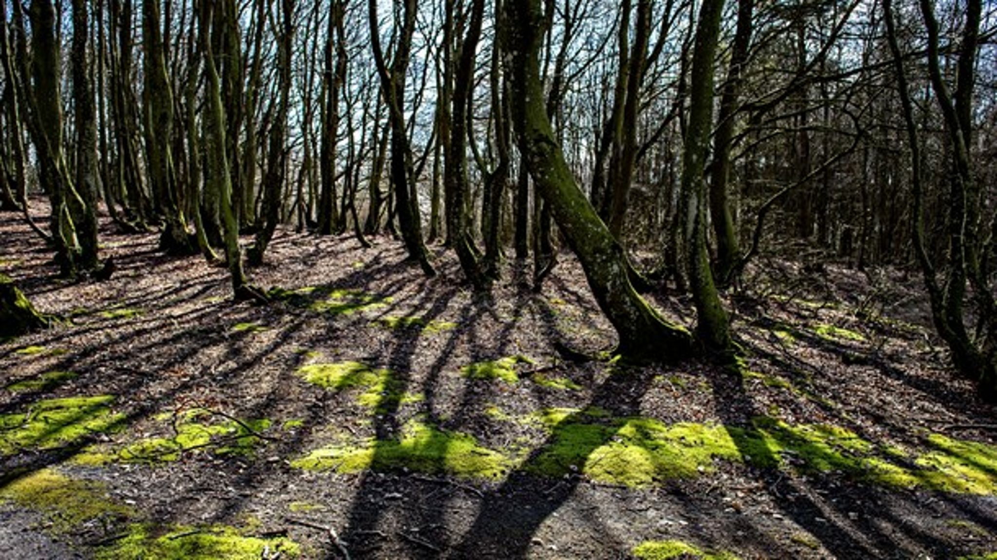 Det haster, hvis vi ikke skal miste flere arter, skriver Peder Størup. Han foreslår blandt andet en revision af landbrugsstøtten, og at naturbeskyttelse bliver en del af&nbsp;public service-aftalen.