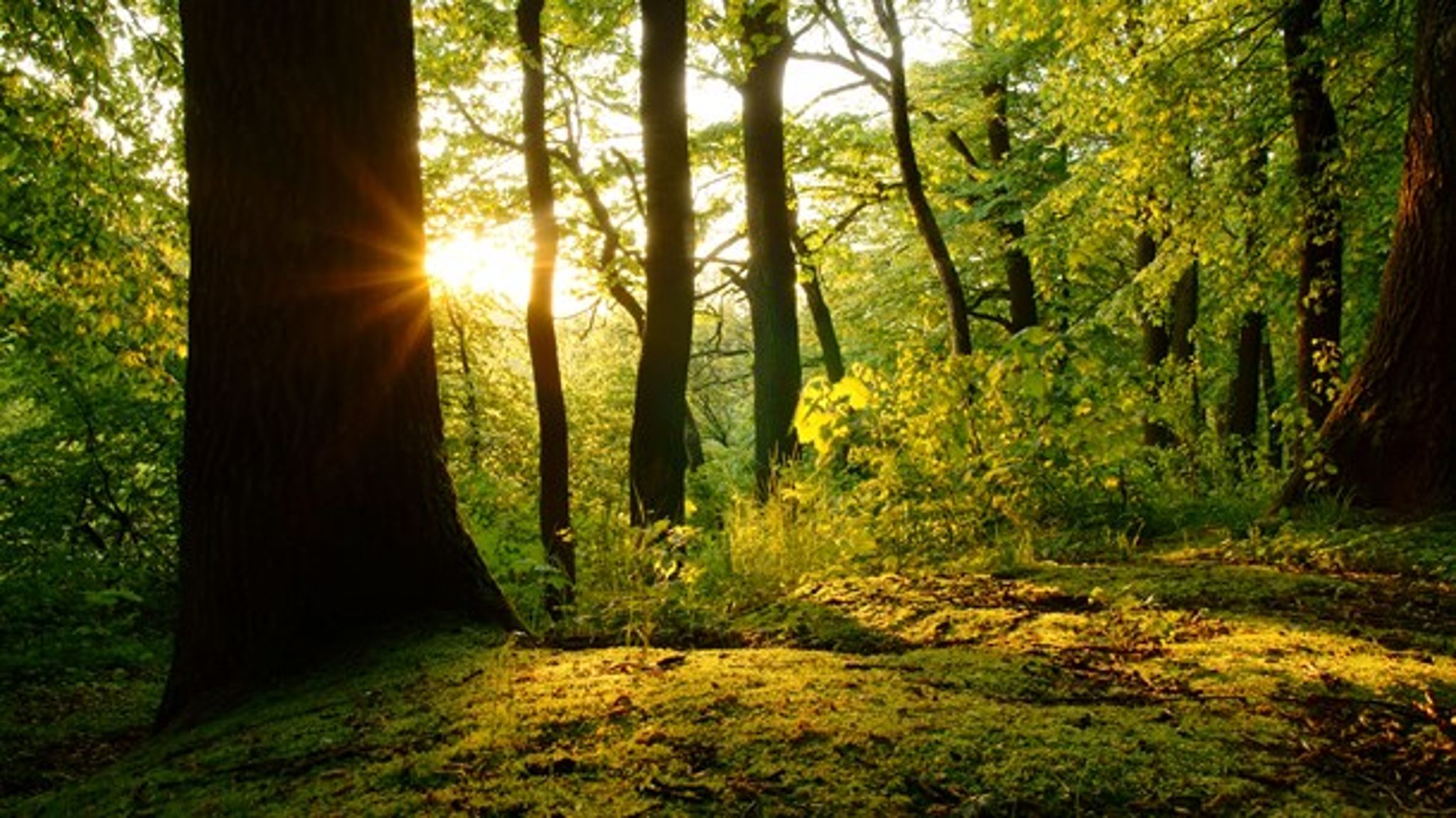 30 procent af EU's areal skal være natur, hvis det står til Europa-Parlamentet.