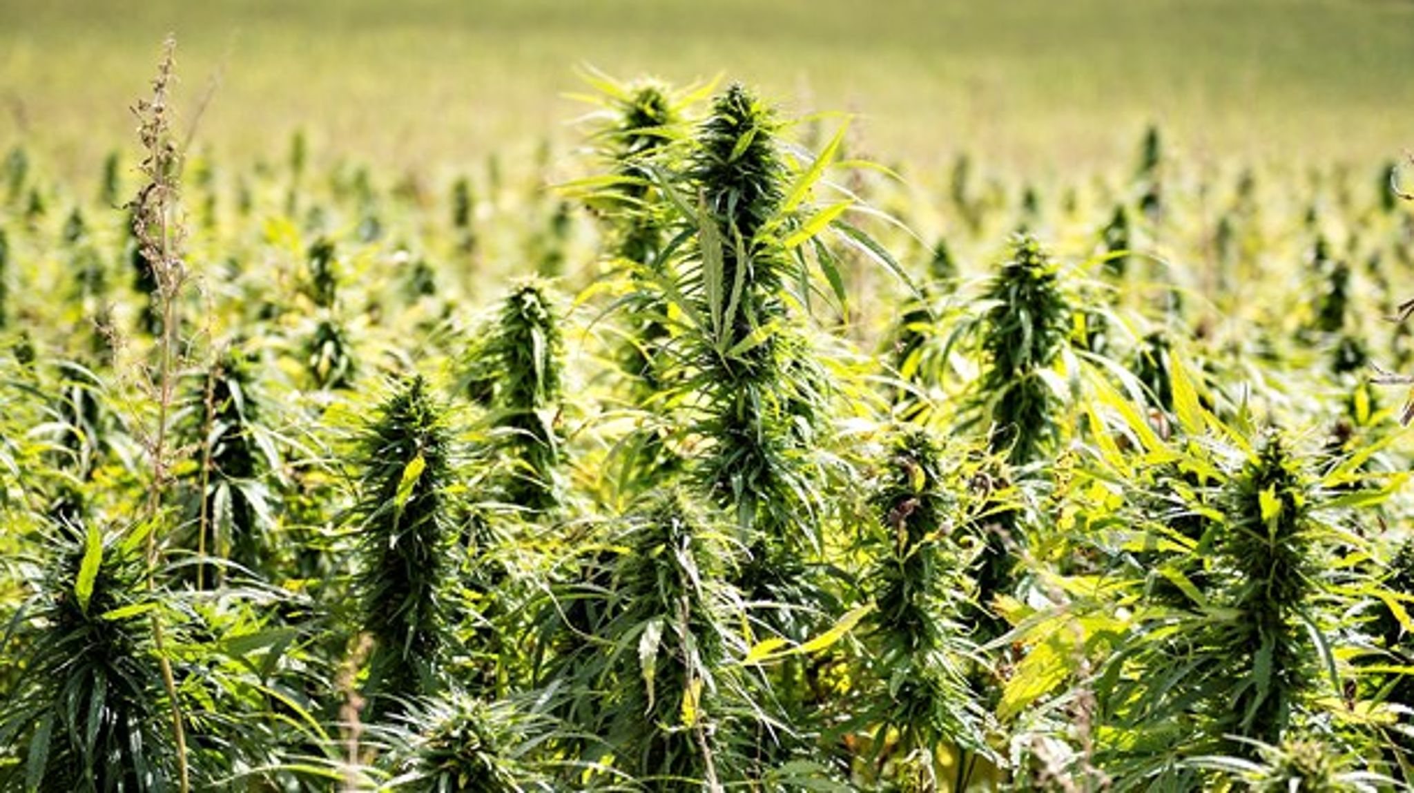 Sektionsleder i Lægemiddelstyrelsen er uenig i kritik af forsøgsordningen med medicinsk cannabis. 
