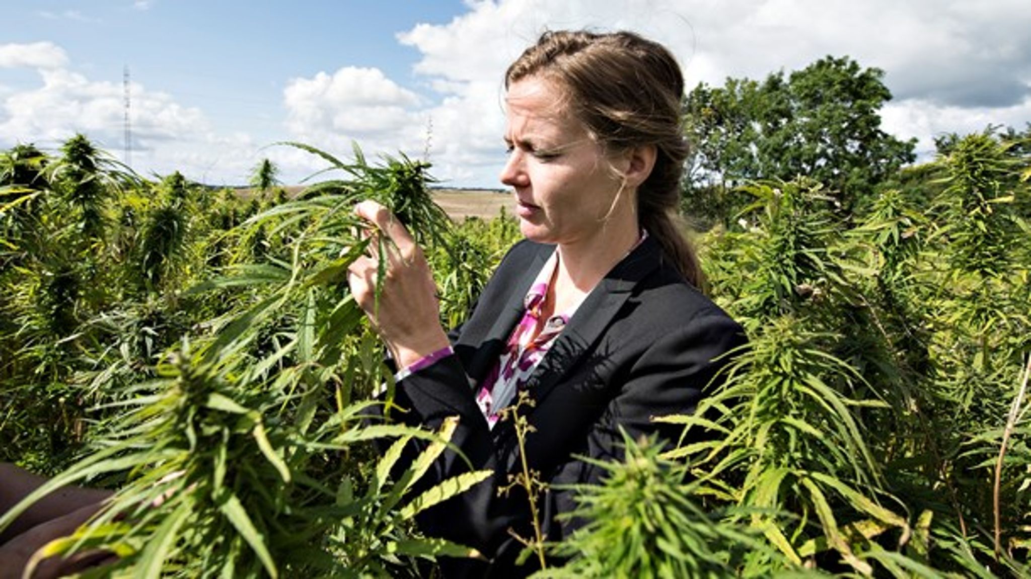 I 2017 åbnede VLAK-regeringen op for produktion af cannabis i Danmark. I dag bærer forsøgsordningen med cannabis præg af midlertidighed, mener Cannabis Danmark.