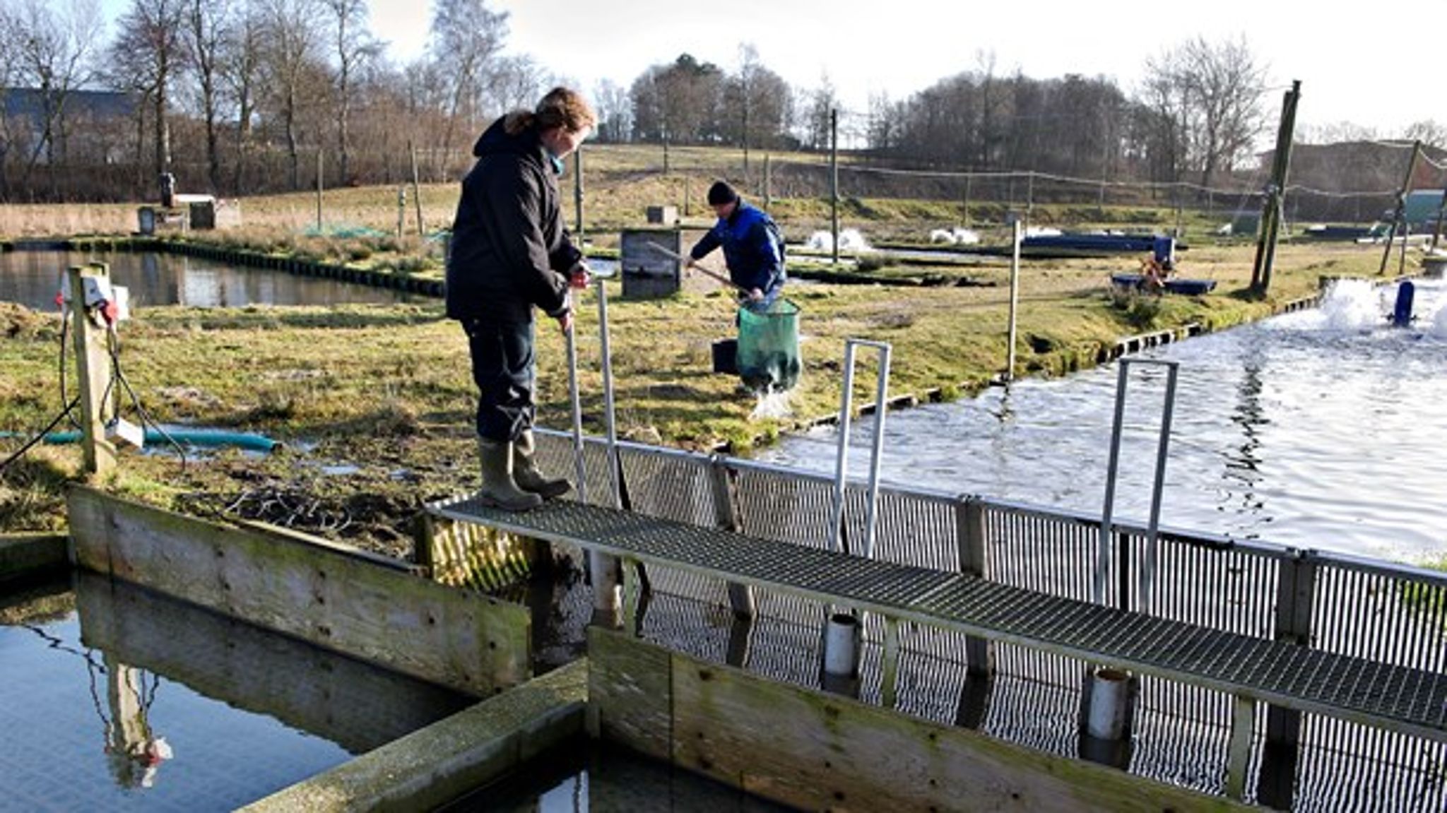 Der er et stort vækstpotentiale i landbaseret akvakultur, men planloven gør det besværligt at ombygge eksisterende anlæg og at bygge nye anlæg, skriver Dansk Akvakulturs direktør.&nbsp;