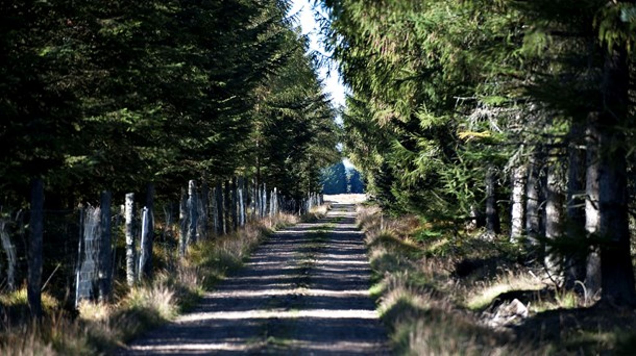 <i>Billedet er ikke fra Estland, men fra Klosterhedens Plantage.</i>
