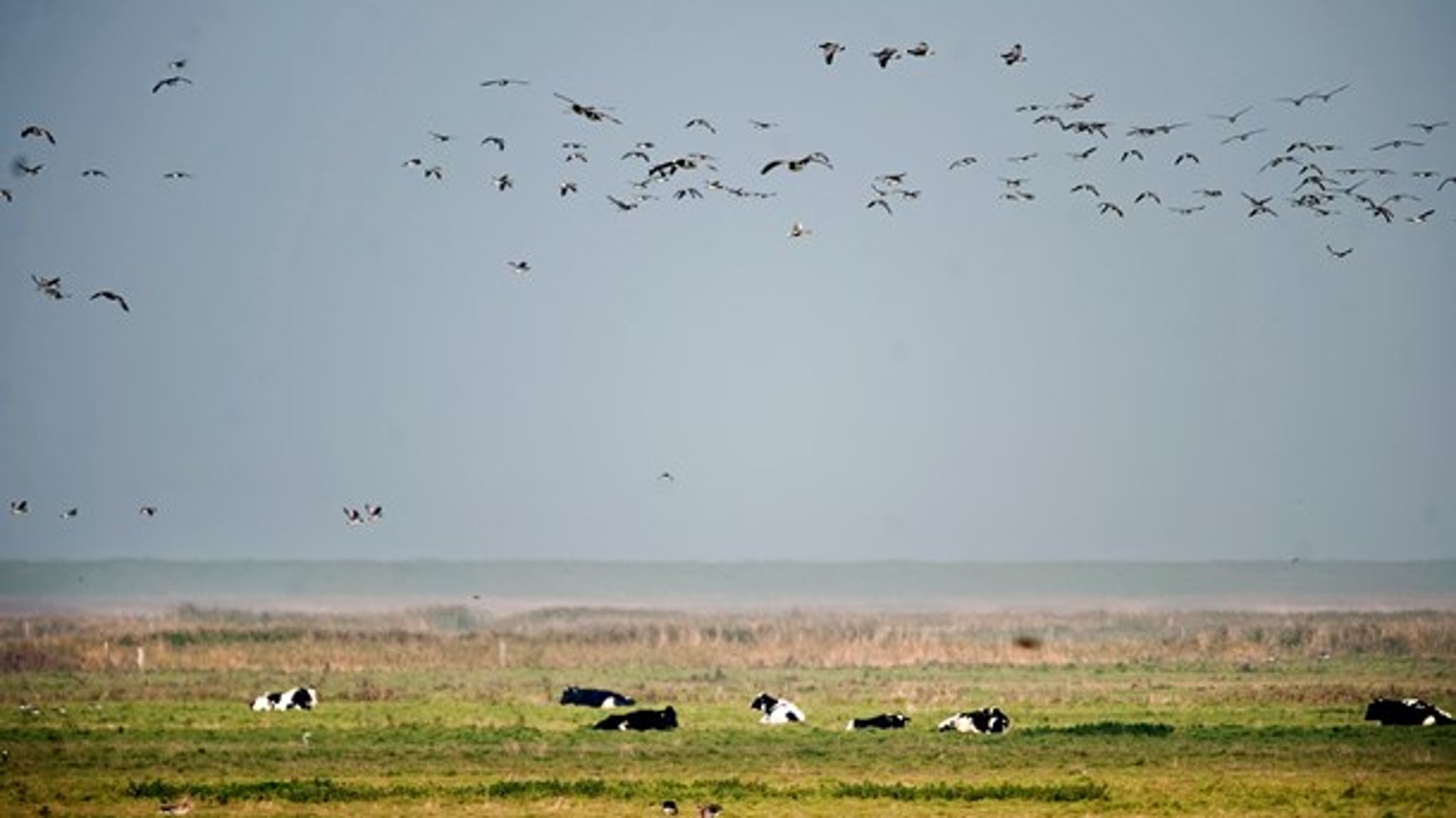 Naturpark Vadehavet er en af landets naturnationalparker.