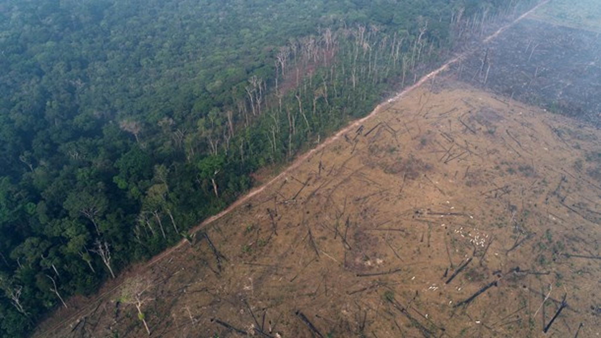 Amazonas ryddes blandt andet for at gøre plads til kvægdrift. Oksekød er en central del af EU's handelsaftale med Mercosur, som risikerer at øge afskovningen.