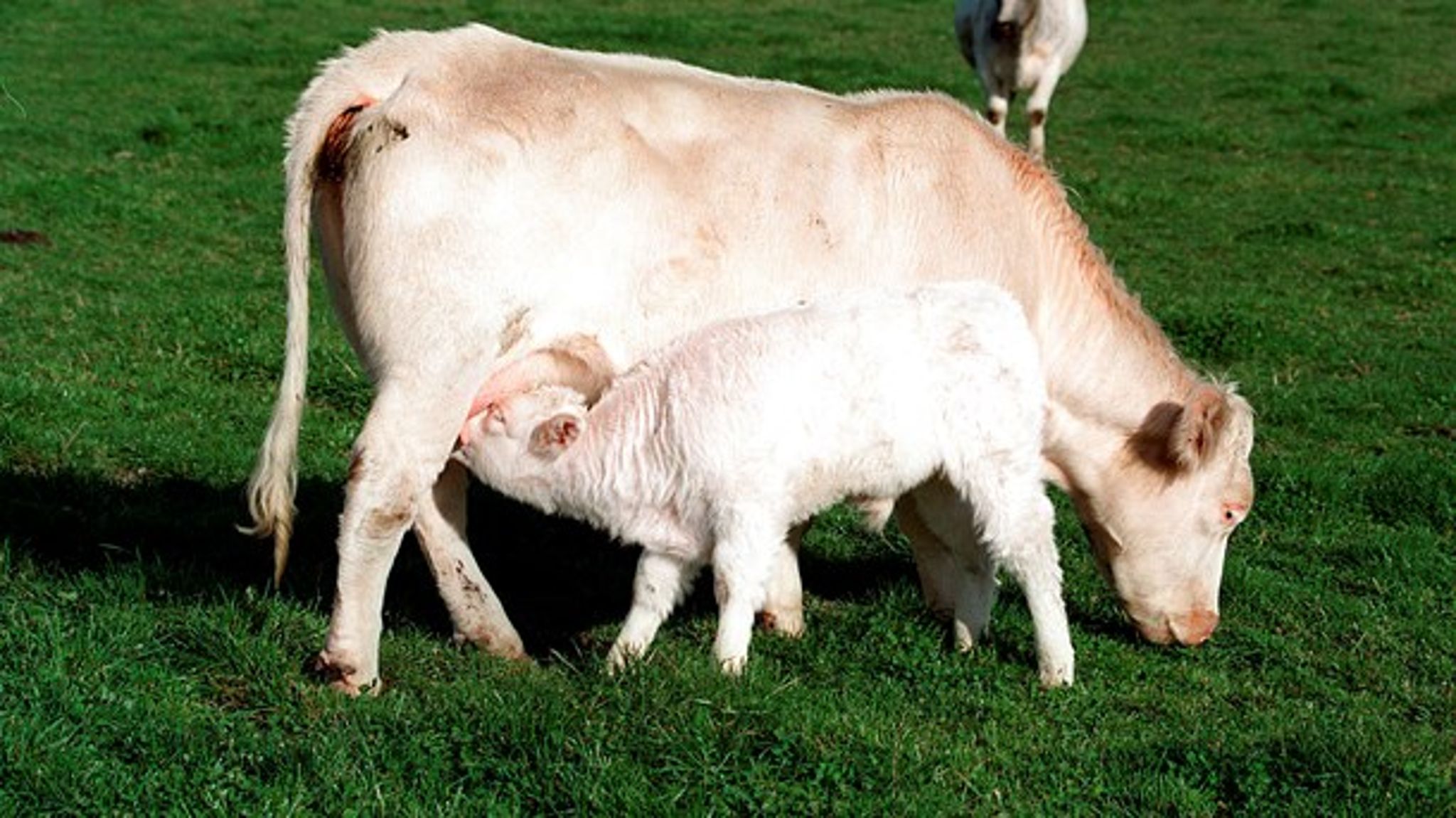 Helårsgræsning med hegn, hest og ko er ikke den genforvildning, der sikrer hedeøkosystemet, skriver forskere. 