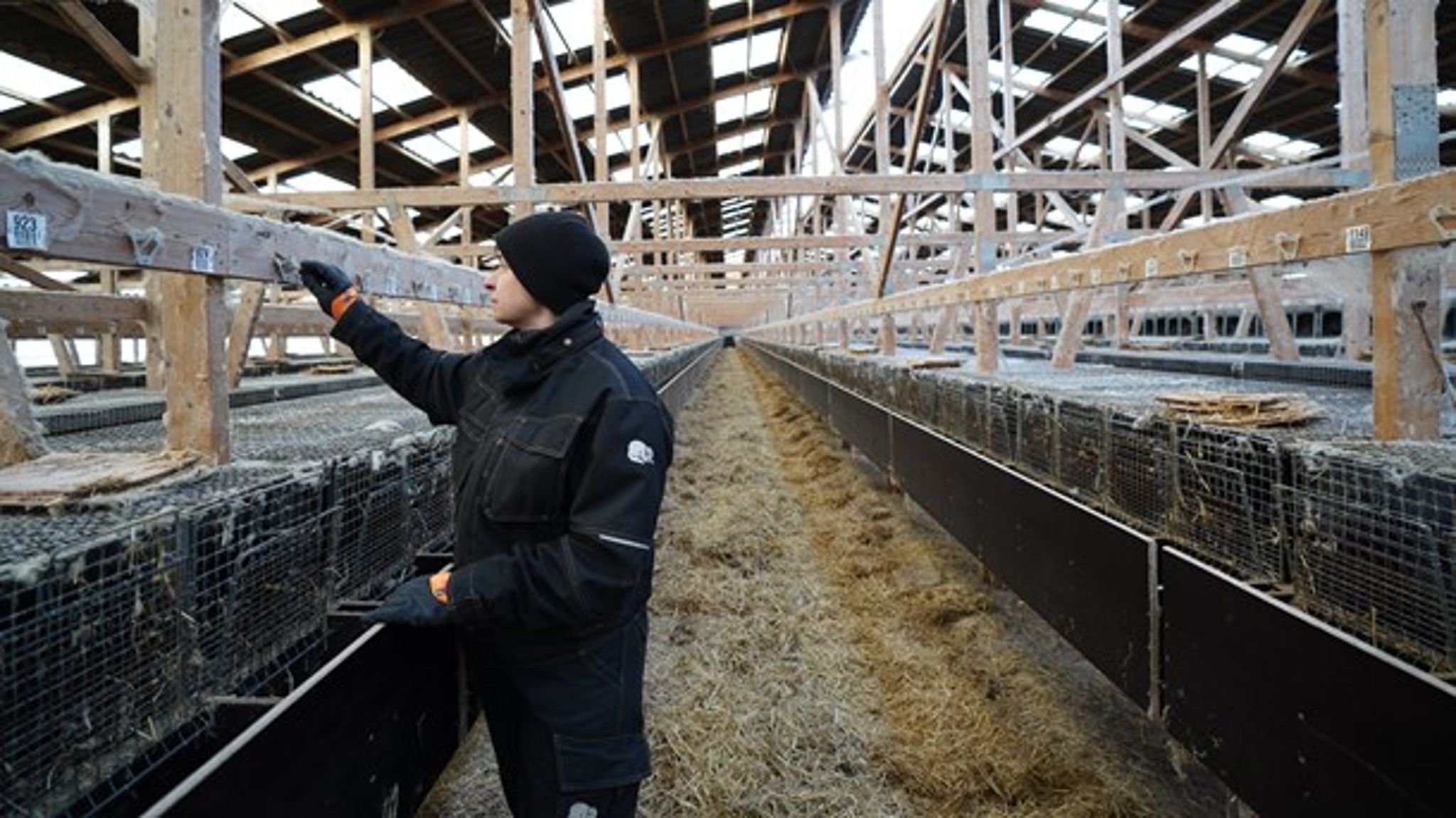 Altinget Erhverv lanceres 20. januar og kommer til at dække de politiske beslutninger med betydning for virksomhedernes rammer. <br><i>På billedet er minkfarmer Ann-Mona Kulsø Larsen</i><br>