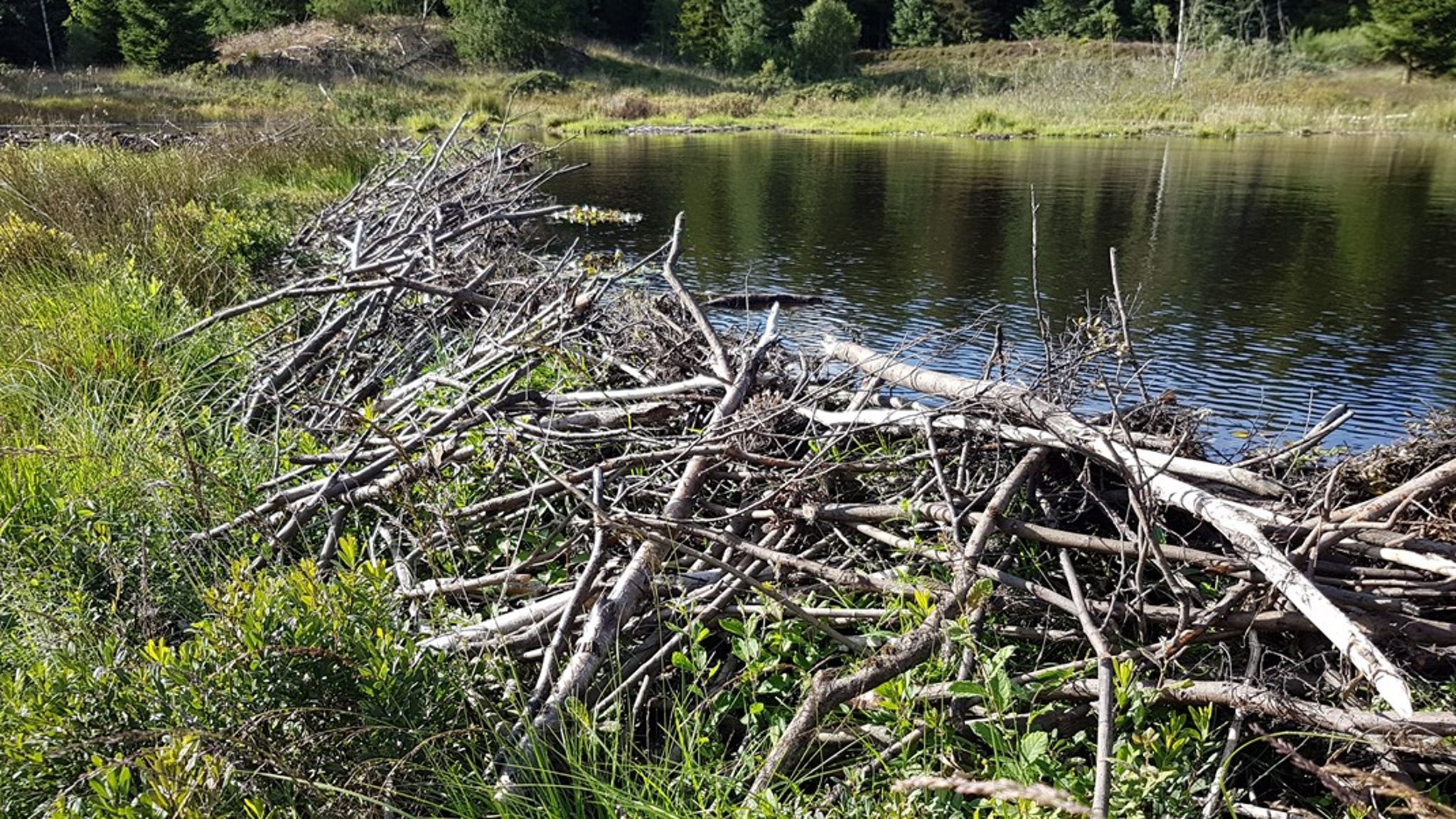 Man kunne skrive den vilde natur ind i planloven i form af en naturzone på linje med landzone og byzone, foreslår Rasmus Ejrnæs.