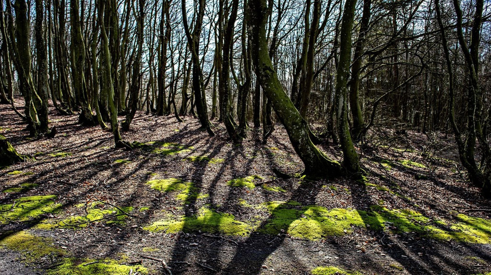 Indviklede regler sætter barrierer for naturplejen. Der er blandt andet behov for samtænkning af regler for lysåben natur og skov, skriver Heidi Buur Holbeck.
