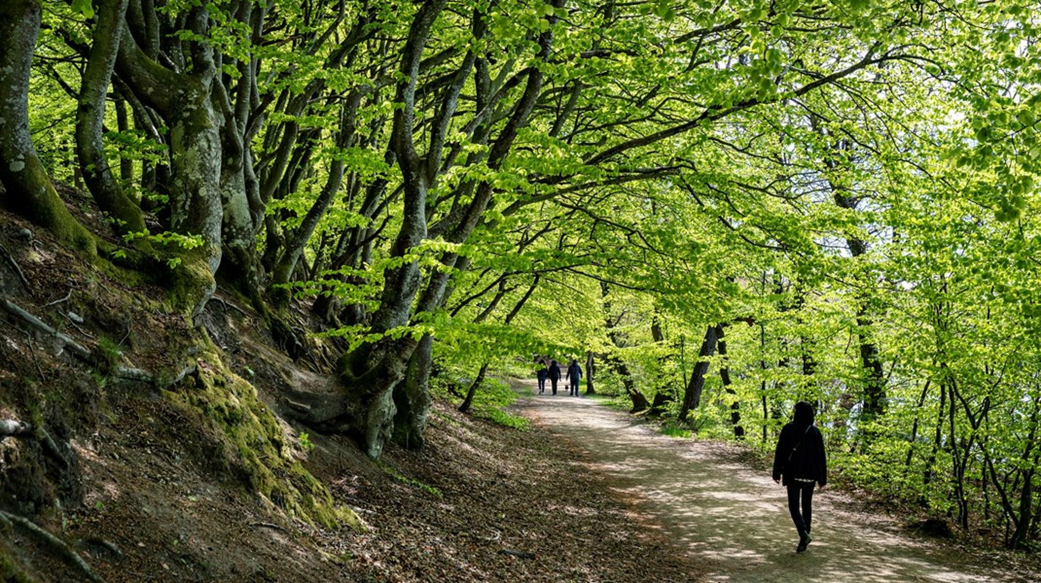 Naturstyrelsen følger de samme regler som de private lodsejere, skriver&nbsp;Mads Jensen fra Naturstyrelsen.