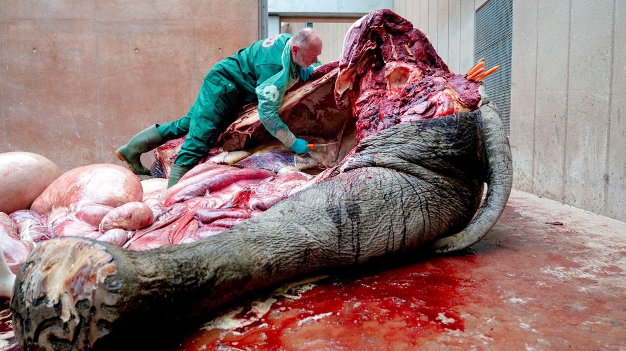 Her et job af de mere usædvanlige for dyrlæger, da hanelefanten Chang i Zoologisk Have i Zoo sidste år blev obduceret efter sin død. 