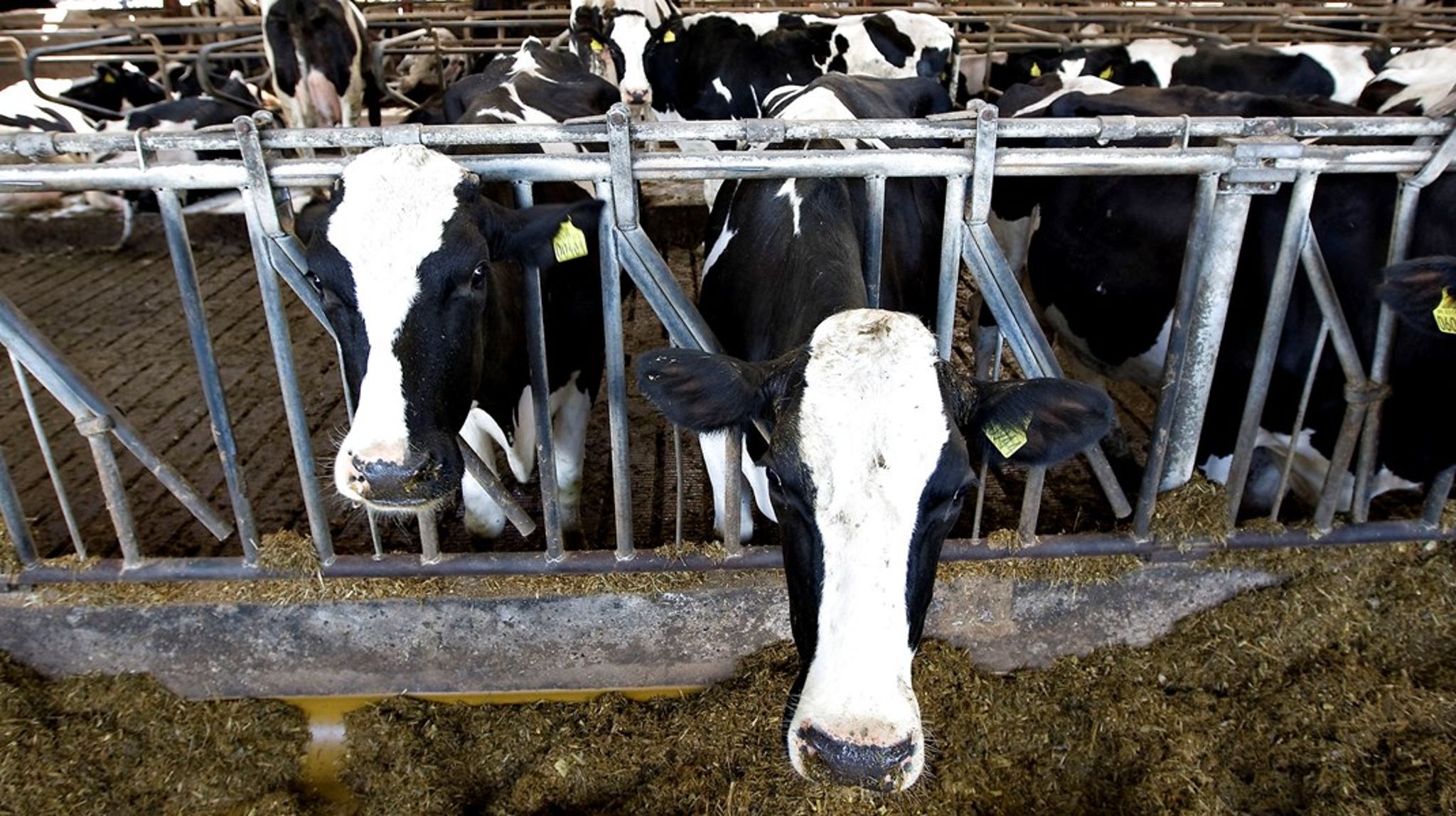 Kvæg står for cirka to tredjedele af drivhusgasemmissioner fra husdyrbruget i EU, skriver Den Europæiske Revisionsret. 