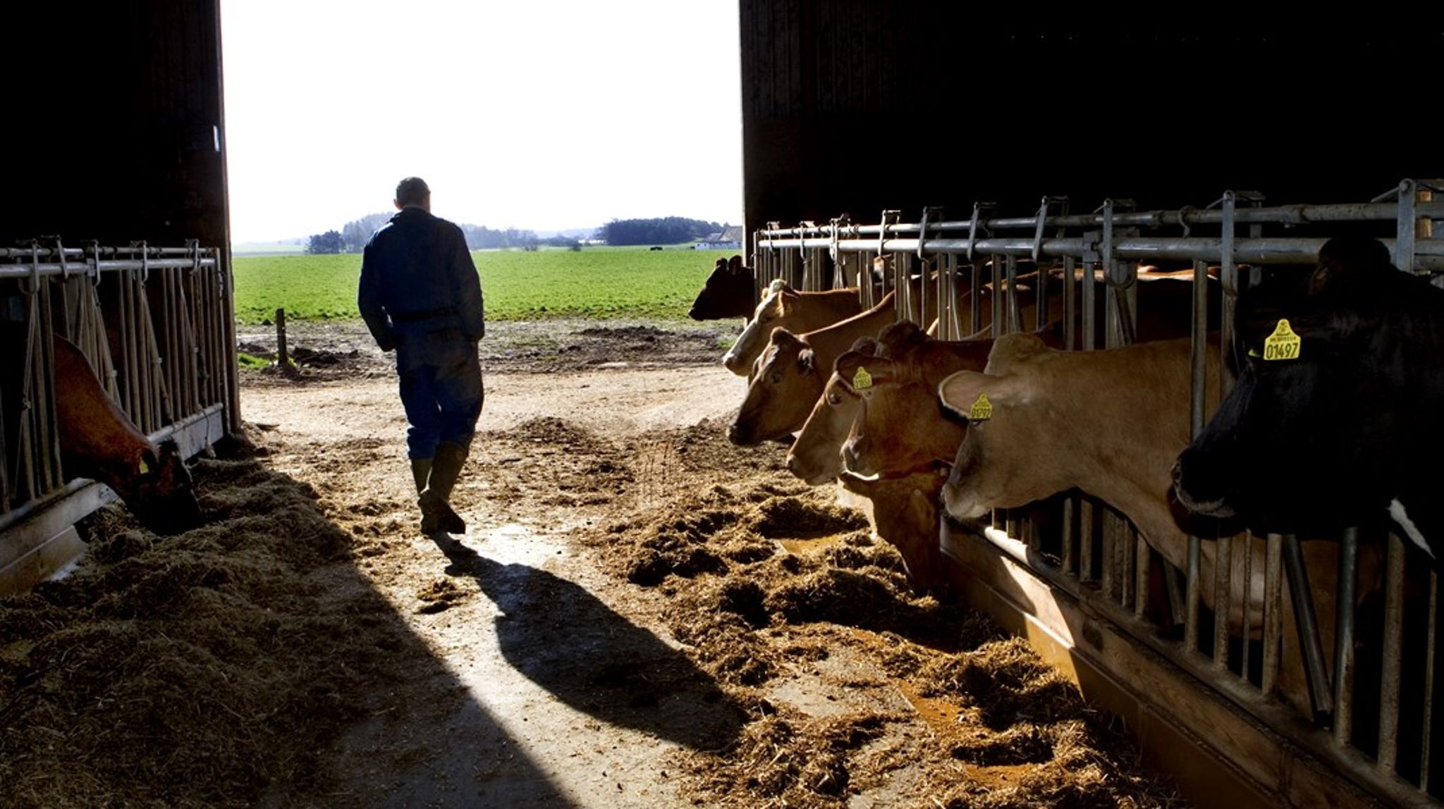 "Støttepartierne har som udgangspunkt mistro til de store landbrug, så hvis de kommer med i aftalen med regeringen, er der grund til at tro, at mange af pengene går til de små, økologiske og biodynamiske landbrug," siger Henning Otte Hansen om de frie midler i EU's nye landbrugsreform, som medlemslandene selv bestemmer over.